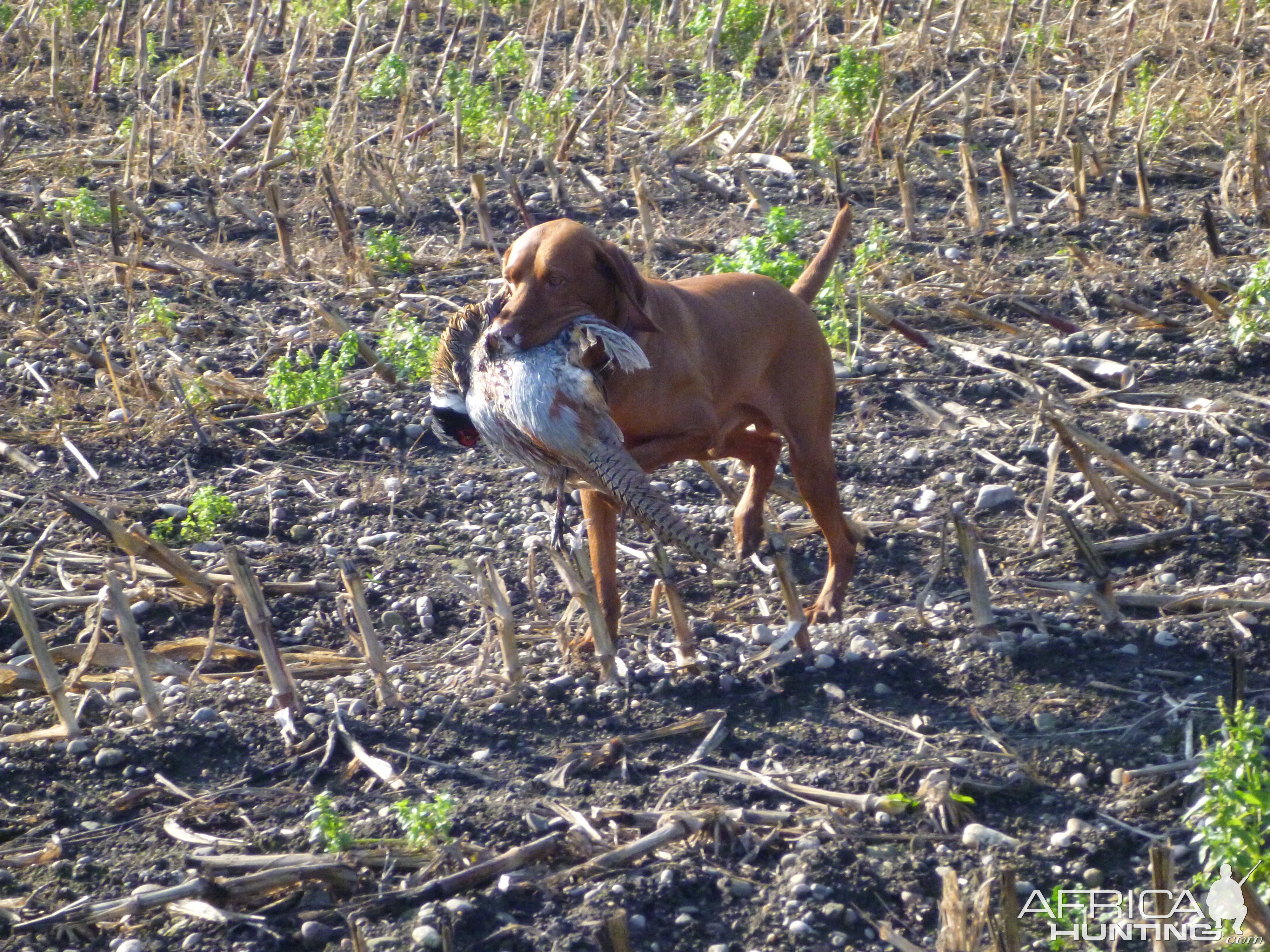 Vizsla Hunting in France