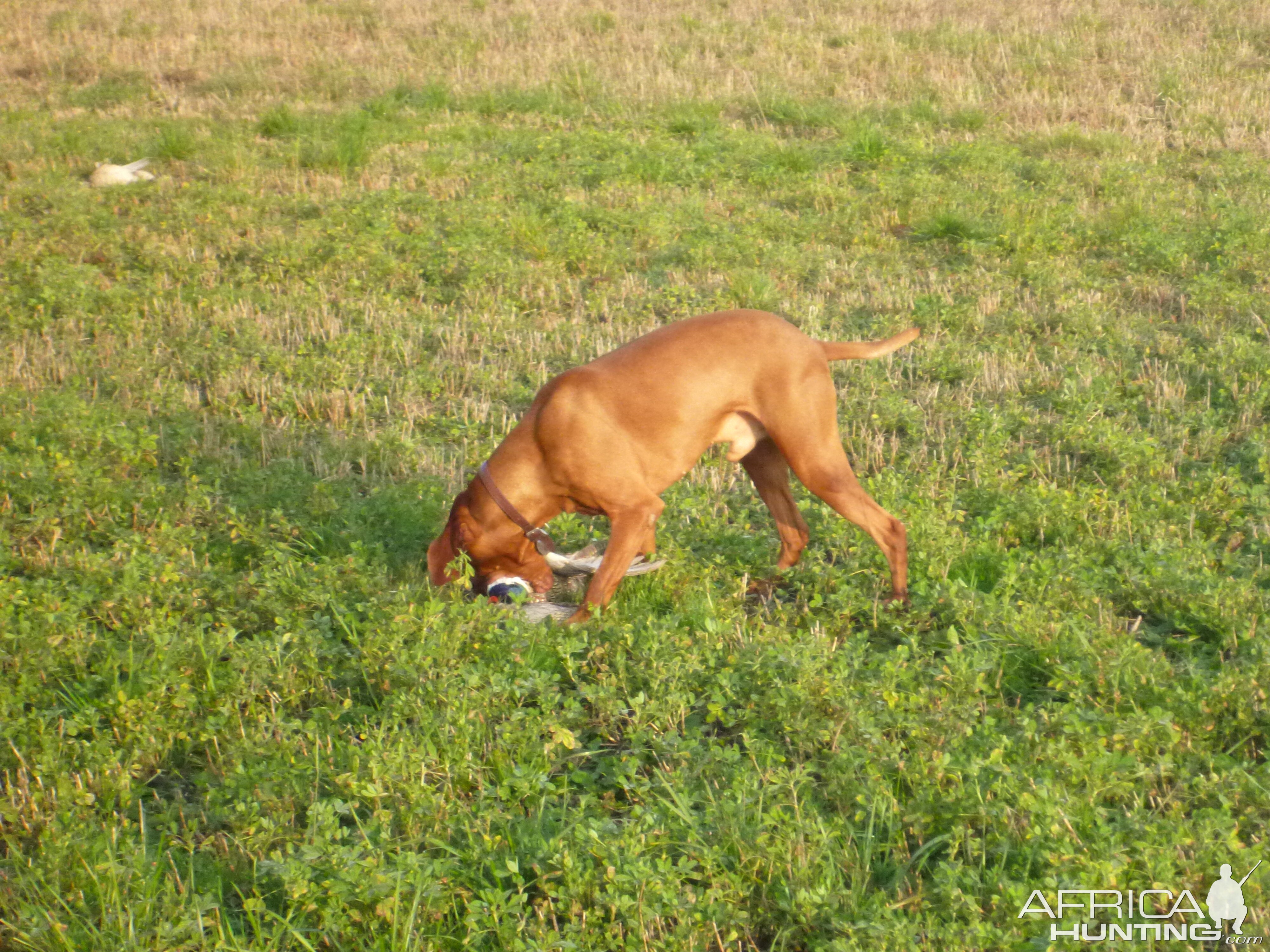 Vizsla Hunting in France