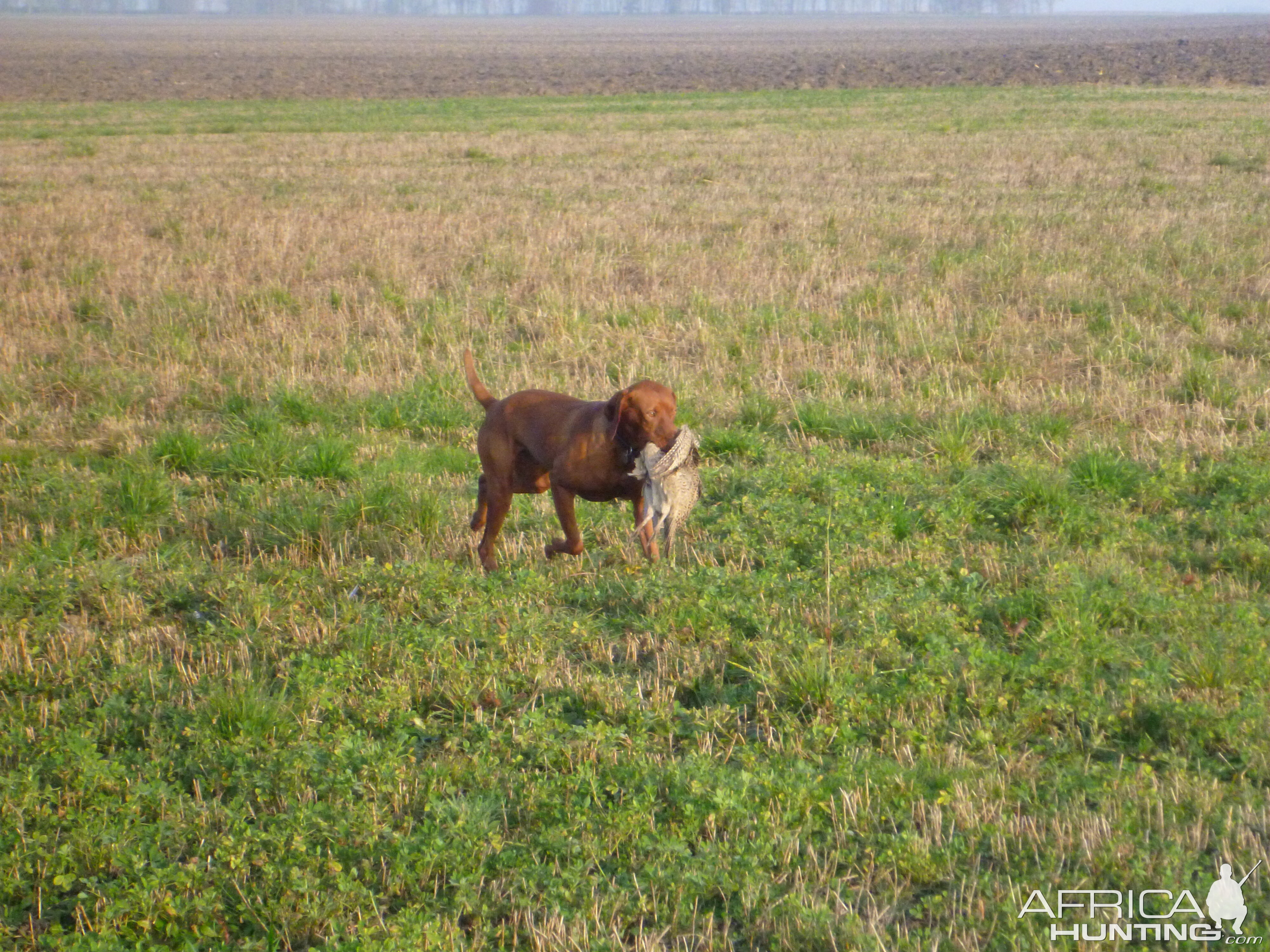 Vizsla Hunting in France