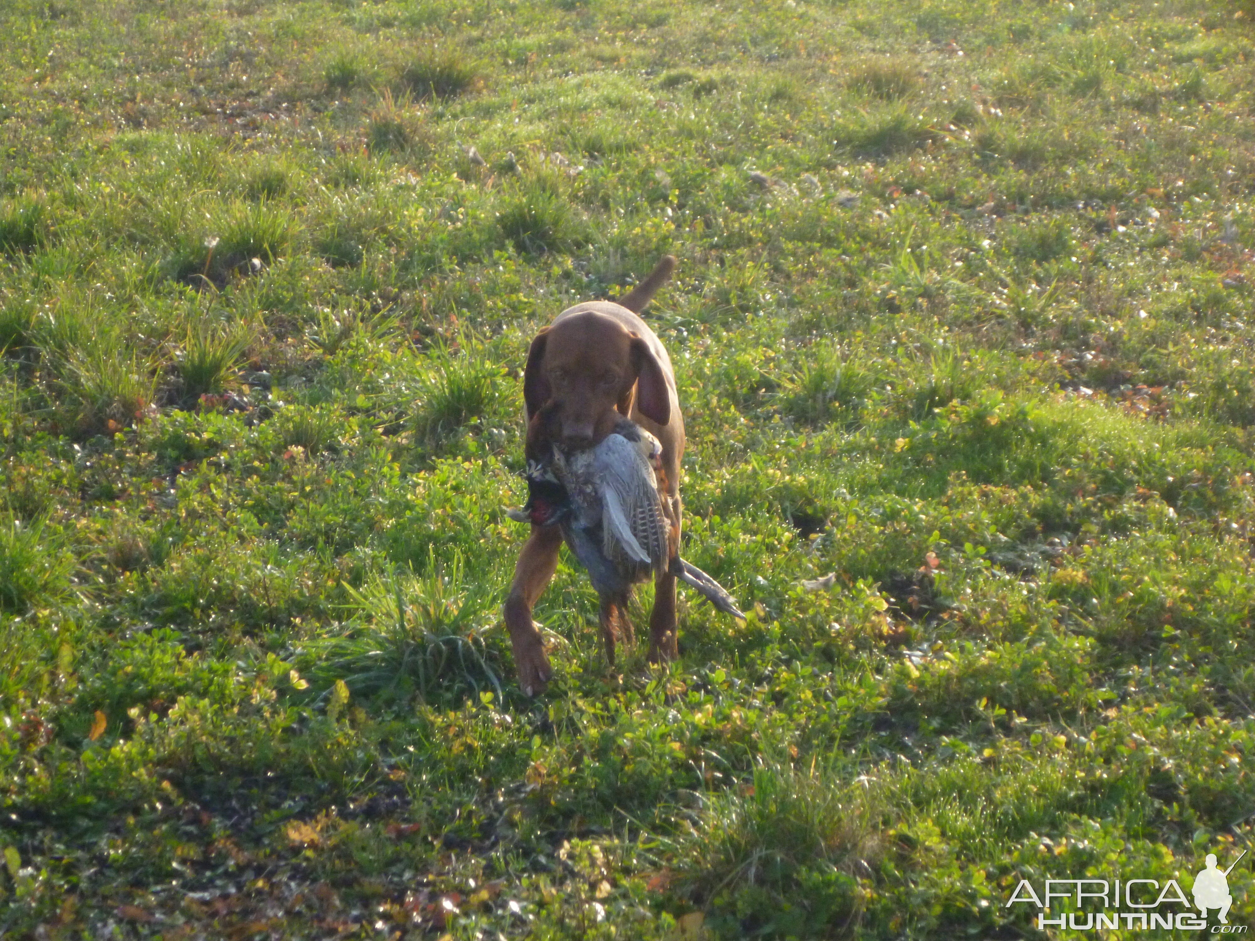 Vizsla Hunting in France