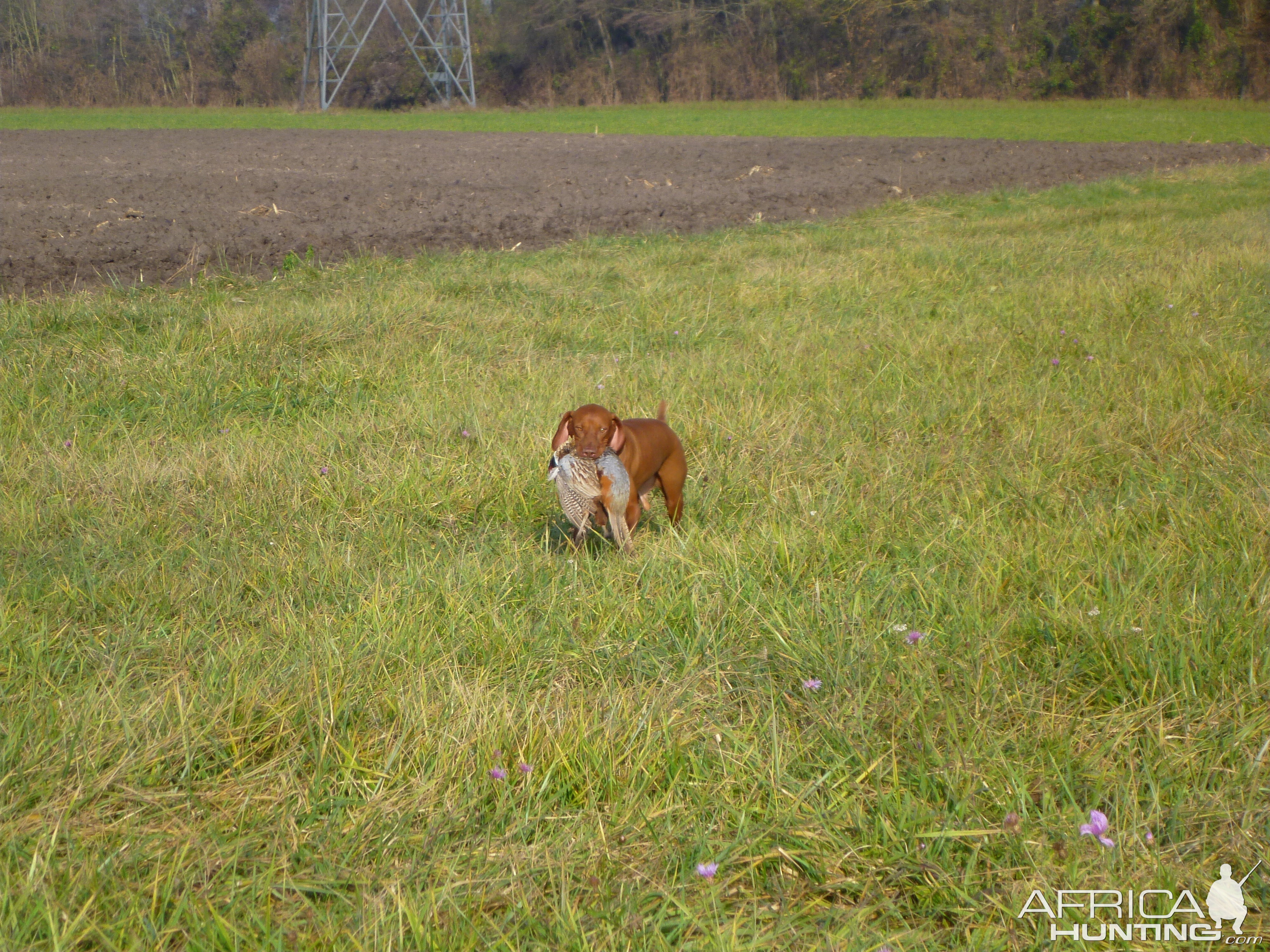 Vizsla Hunting in France