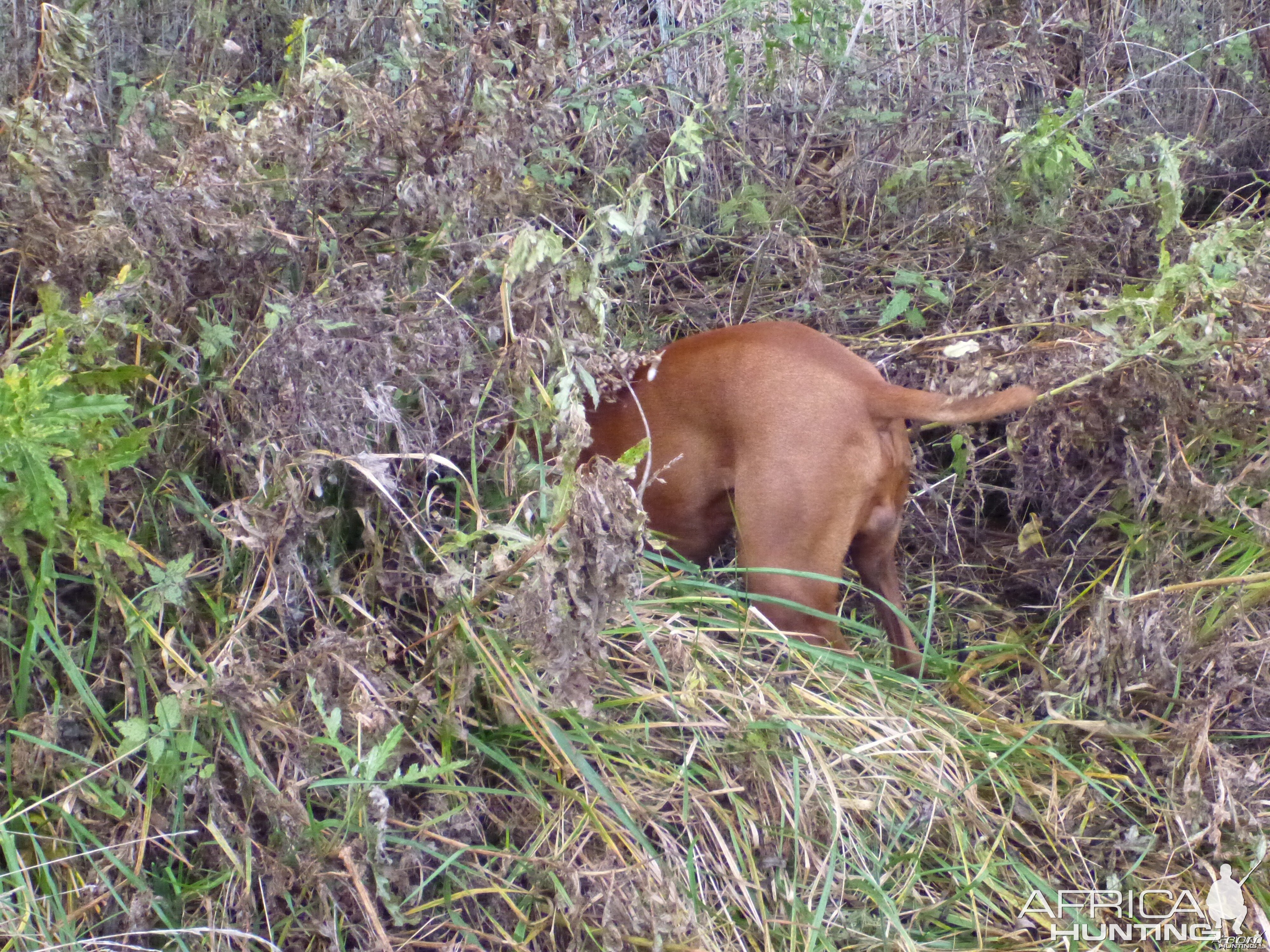 Vizsla Hunting in France