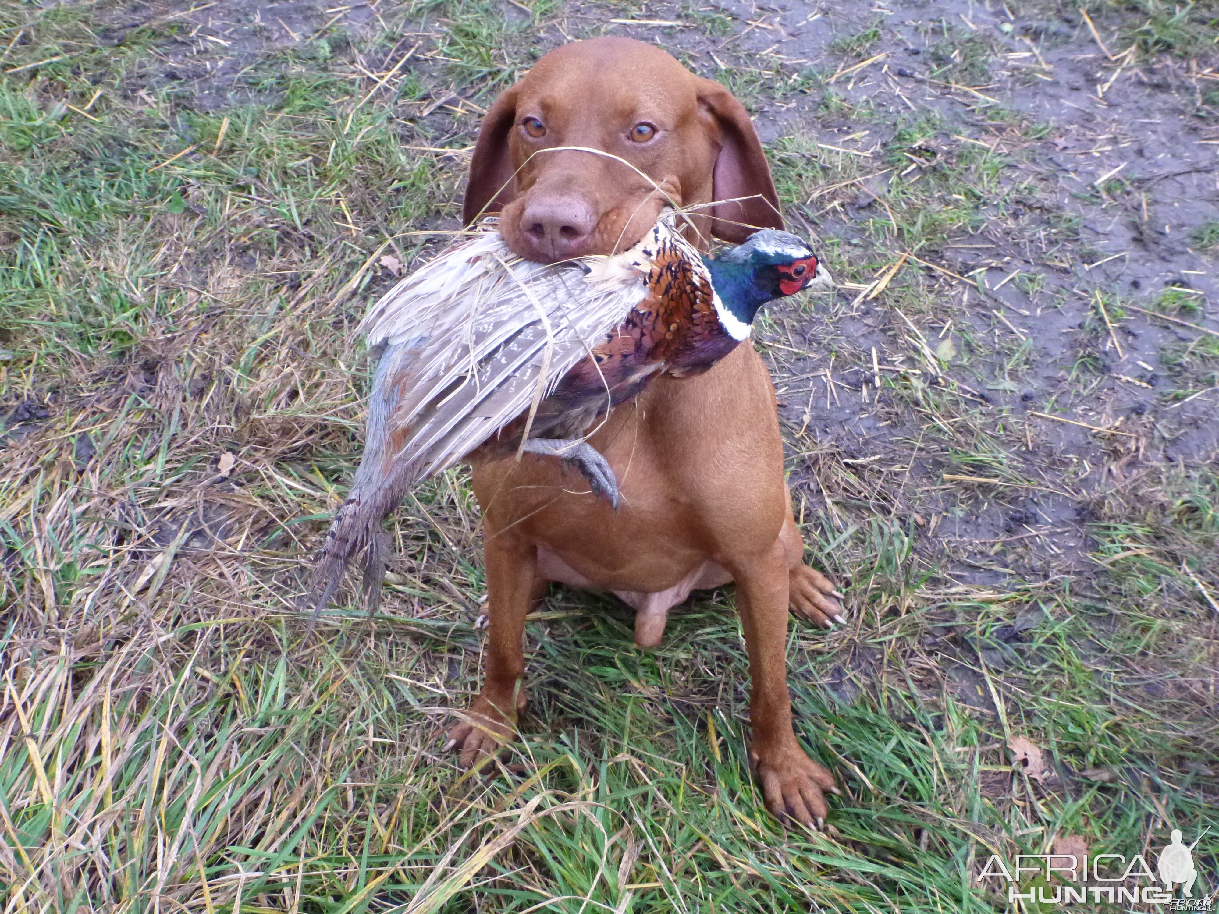 Vizsla Hunting in France