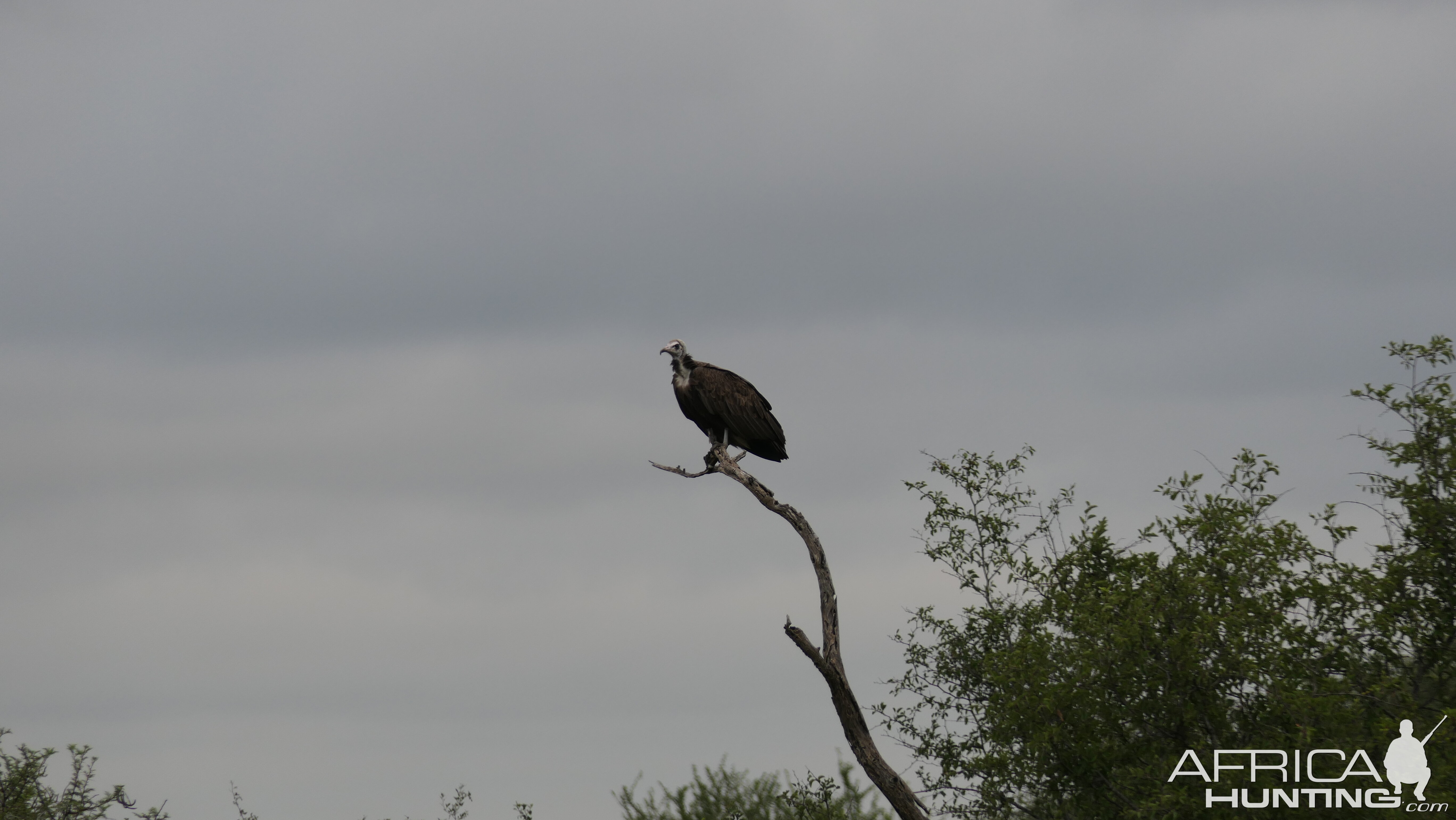 Vulture Birdlife South Africa