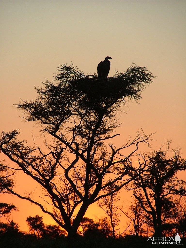 Vulture in top of tree in the sunset