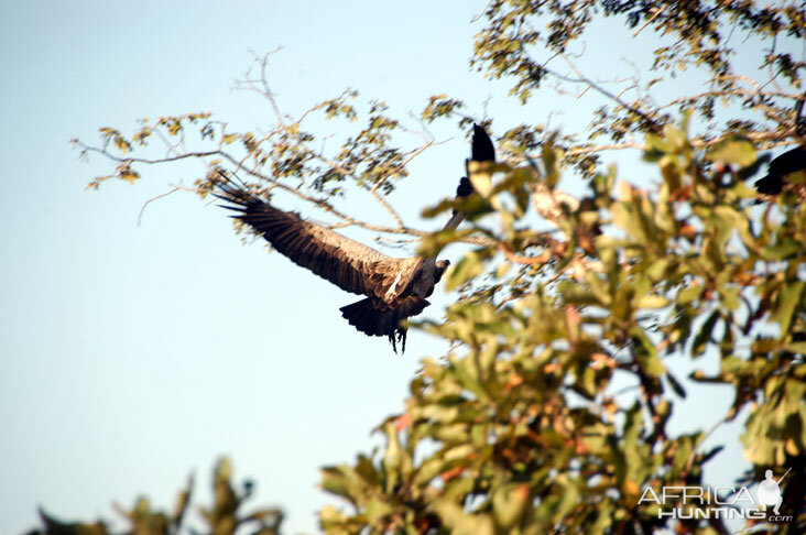 Vulture in Zambia