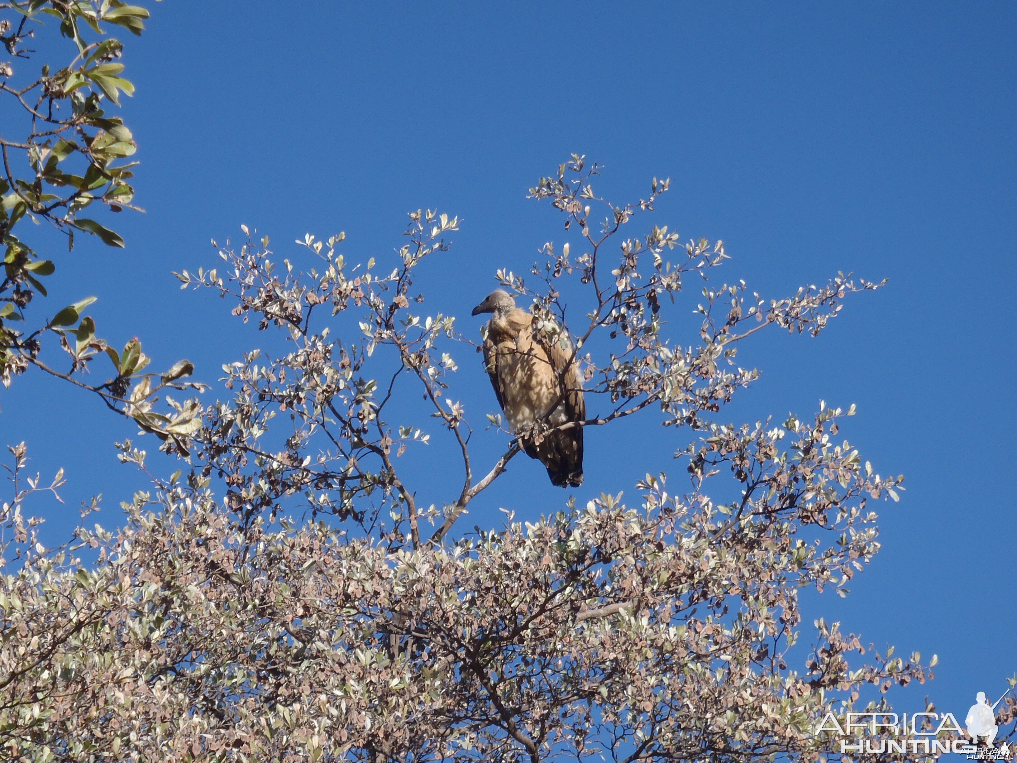 Vulture Namibia