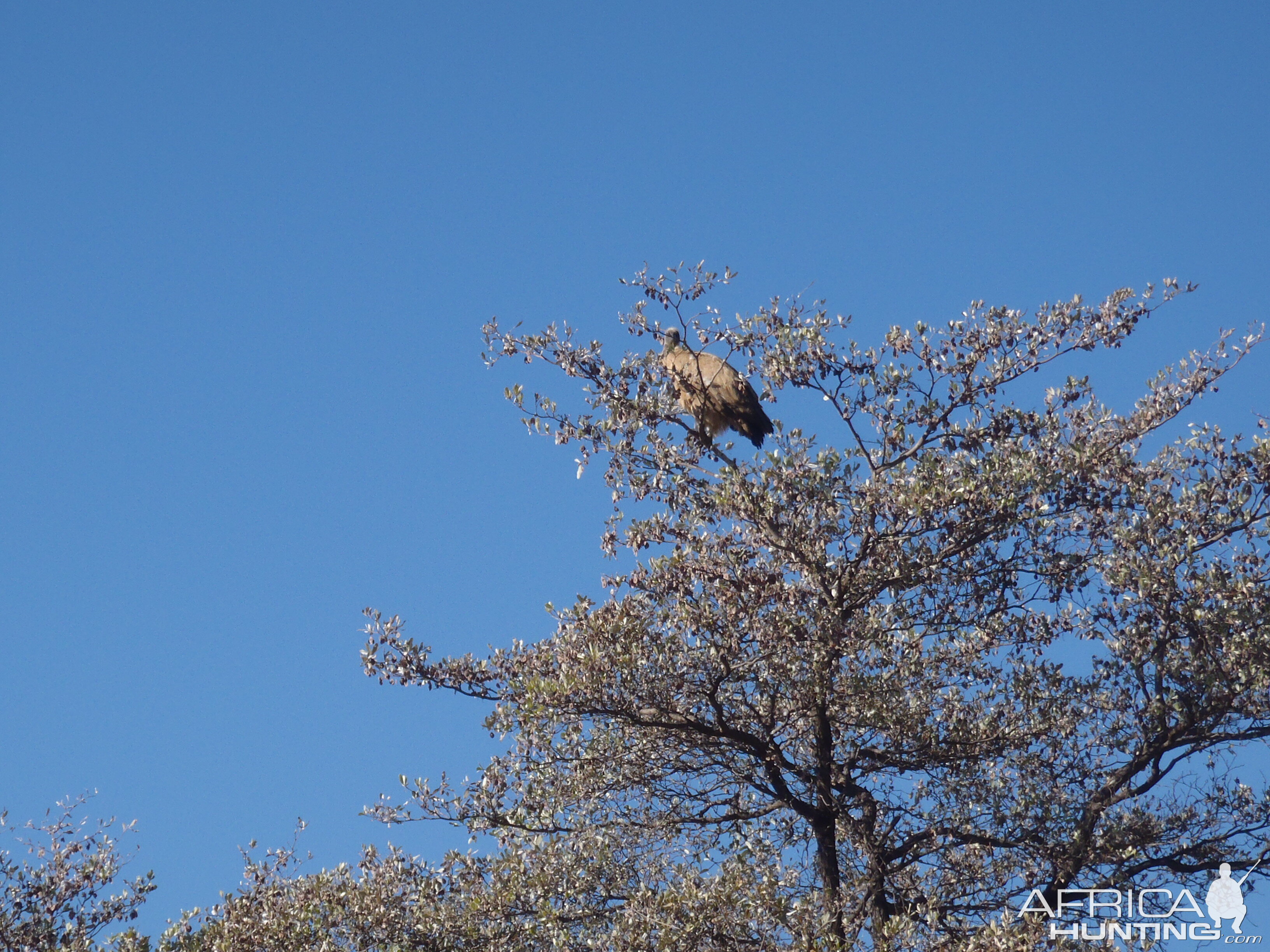 Vulture Namibia