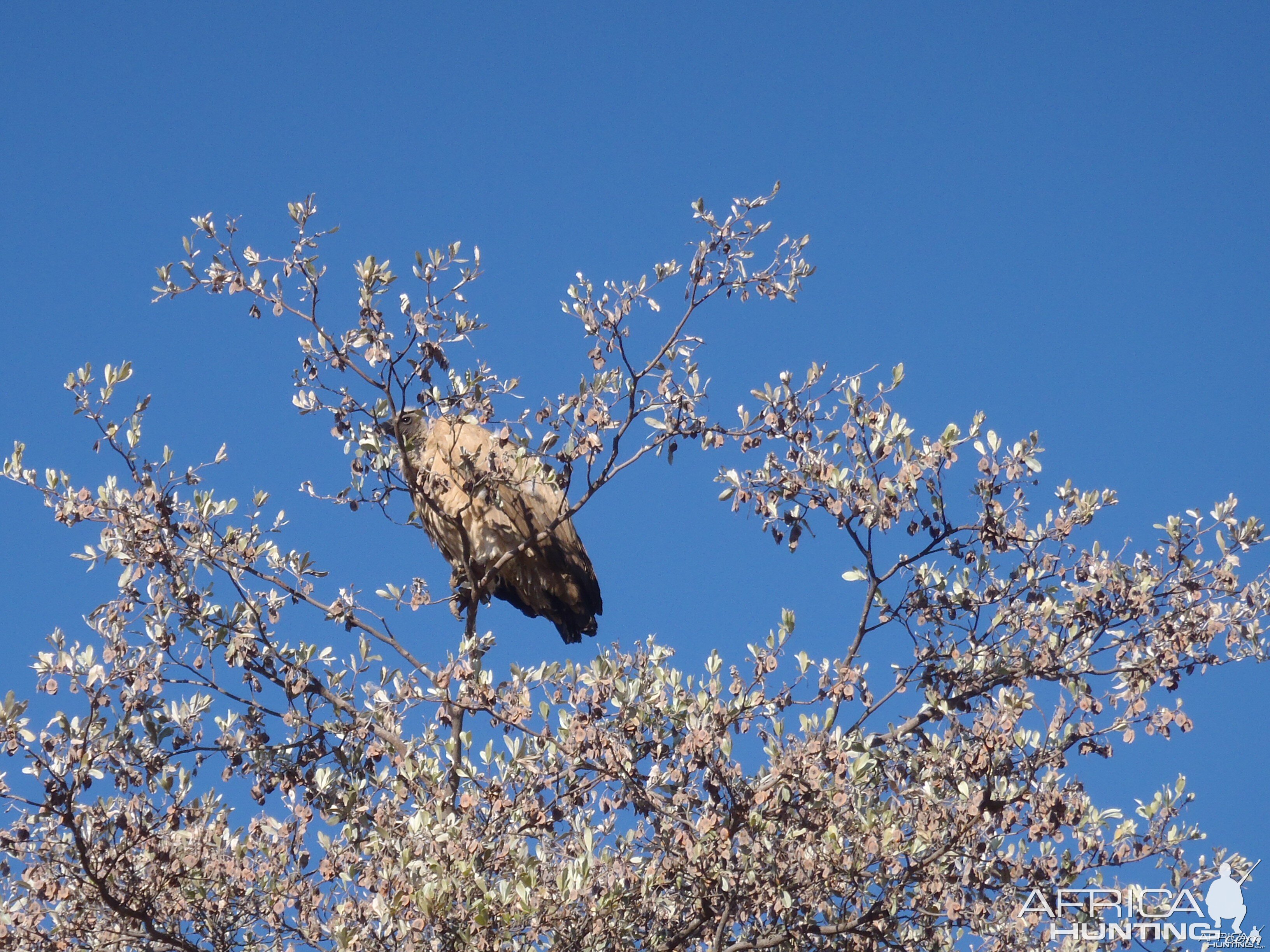 Vulture Namibia