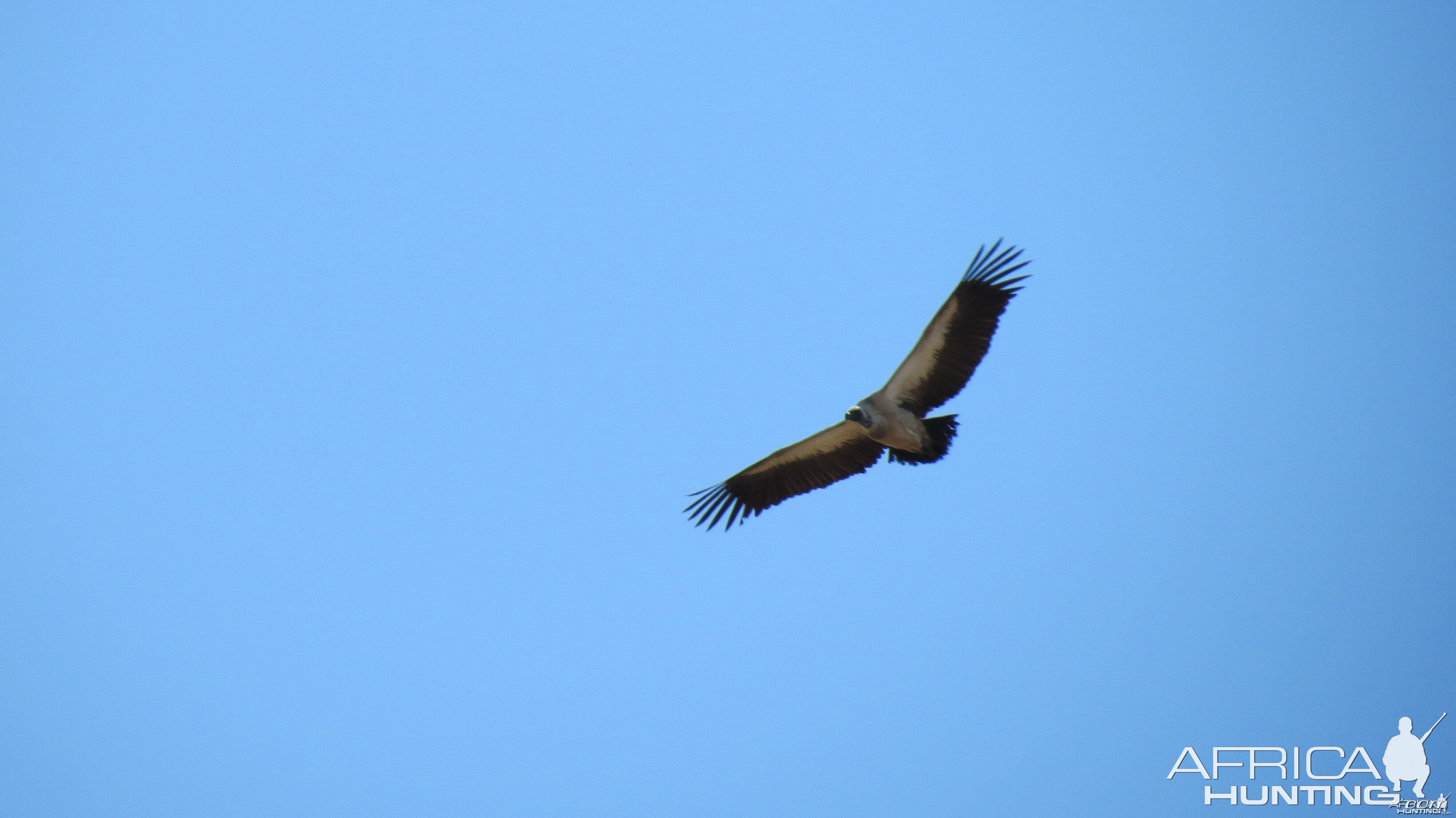 Vulture Namibia