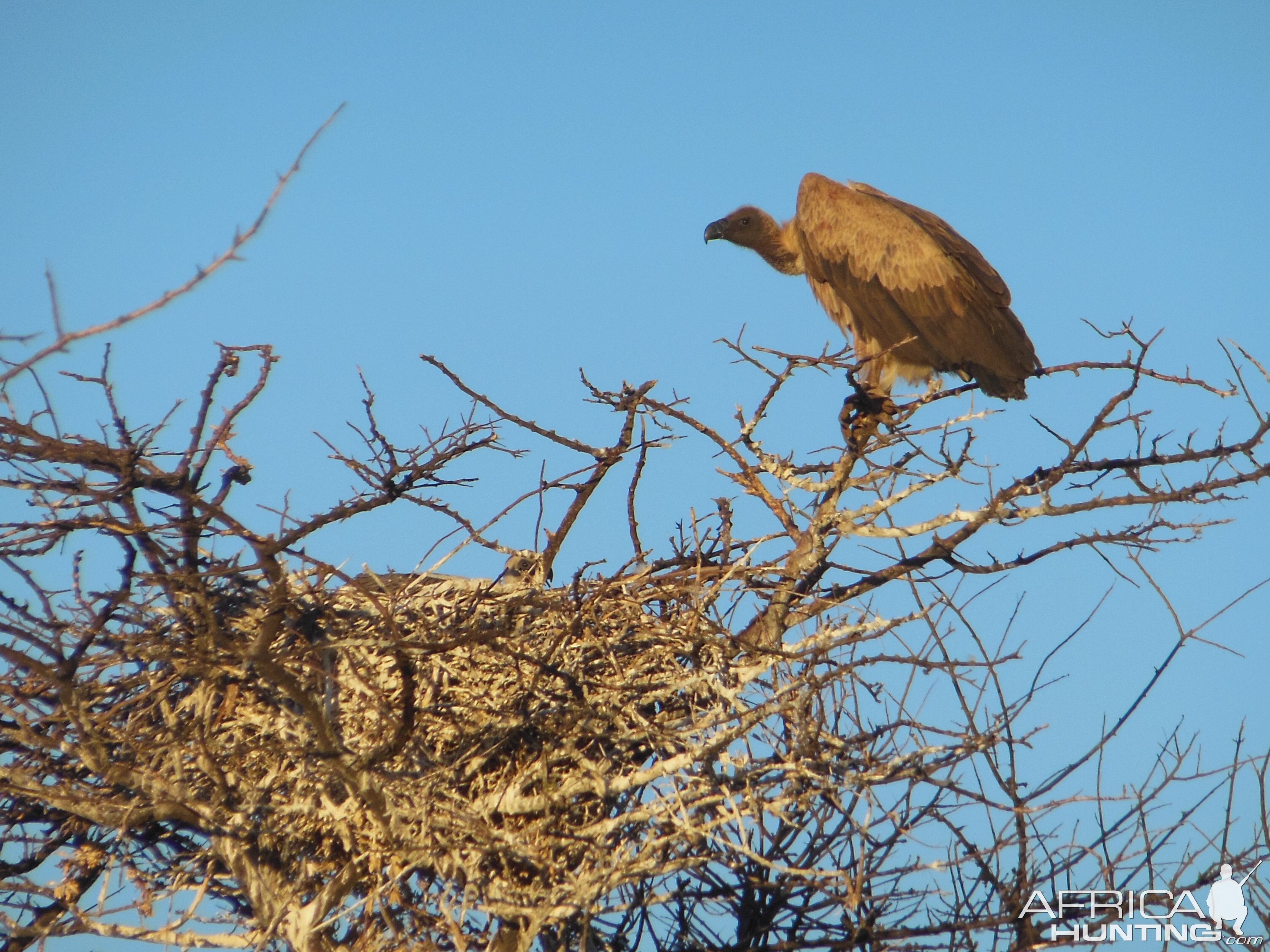 Vulture Namibia