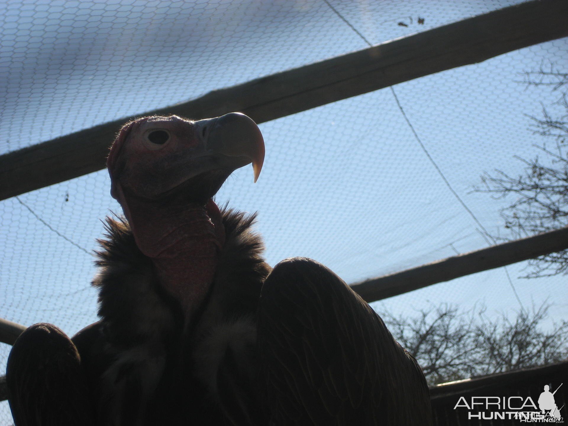 Vulture South Africa