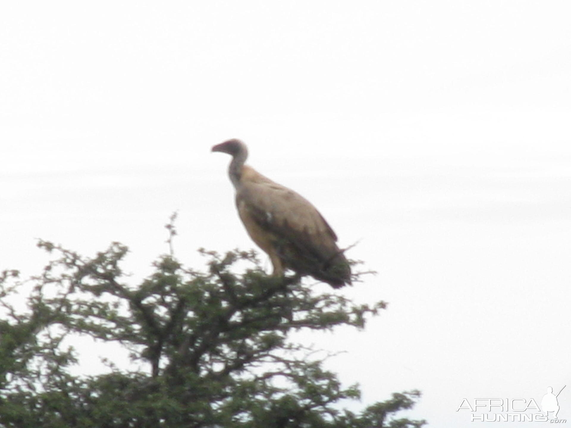 Vulture South Africa