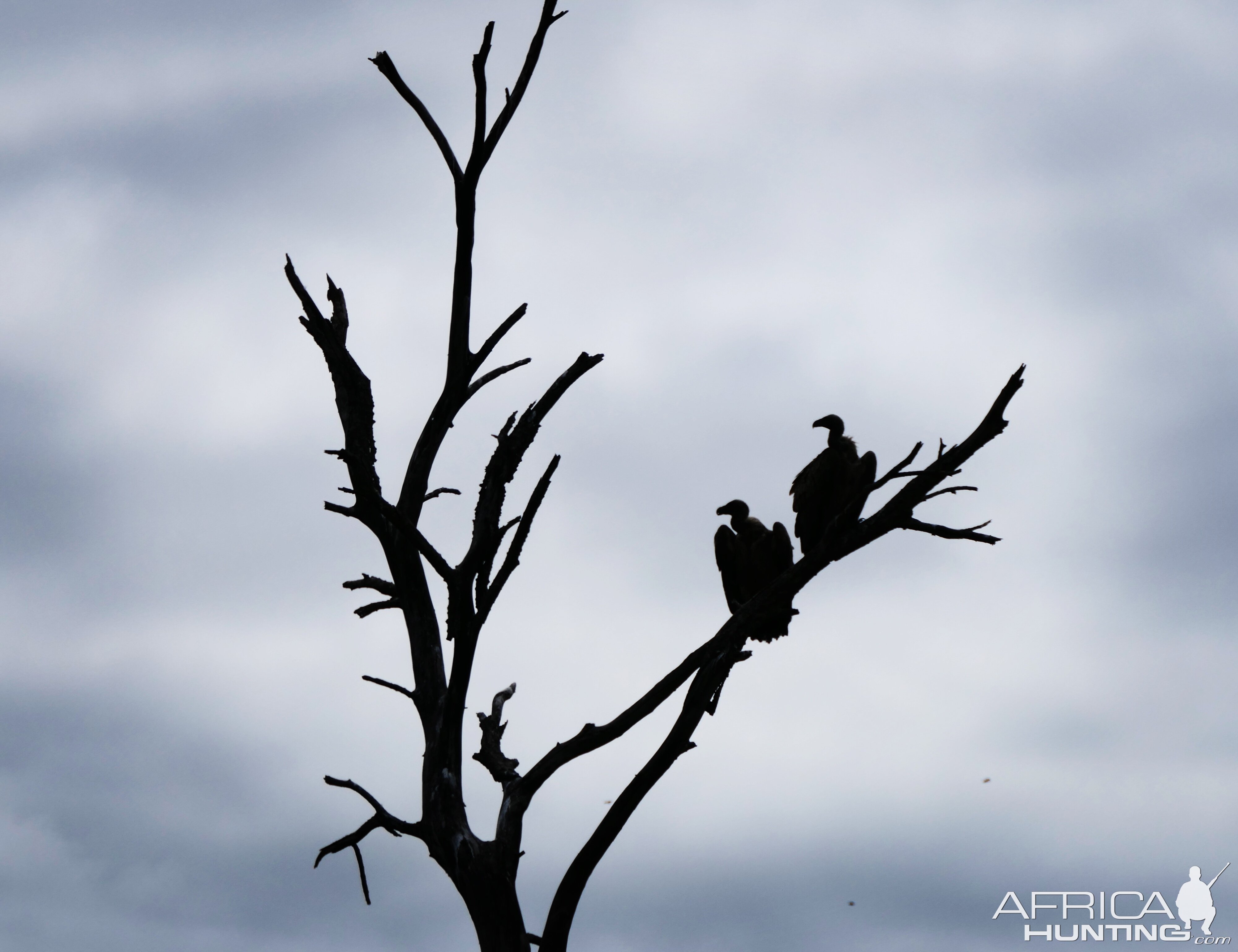 Vultures Birdlife South Africa