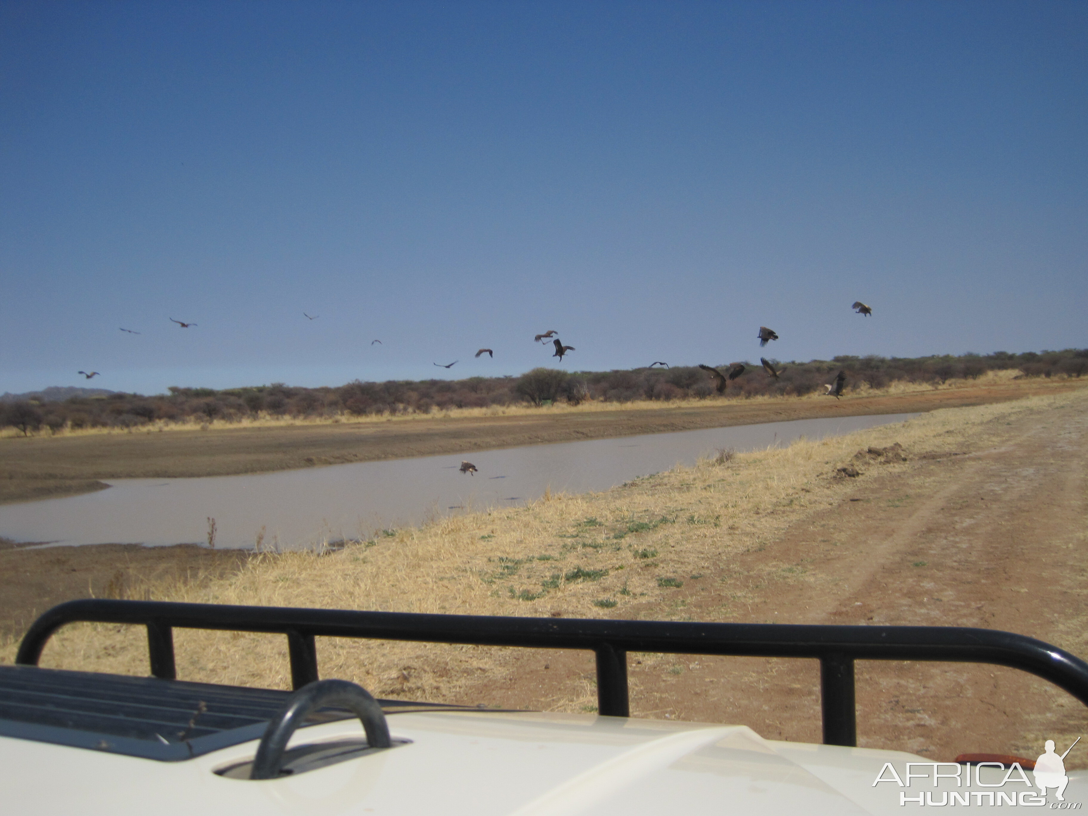 Vultures Namibia