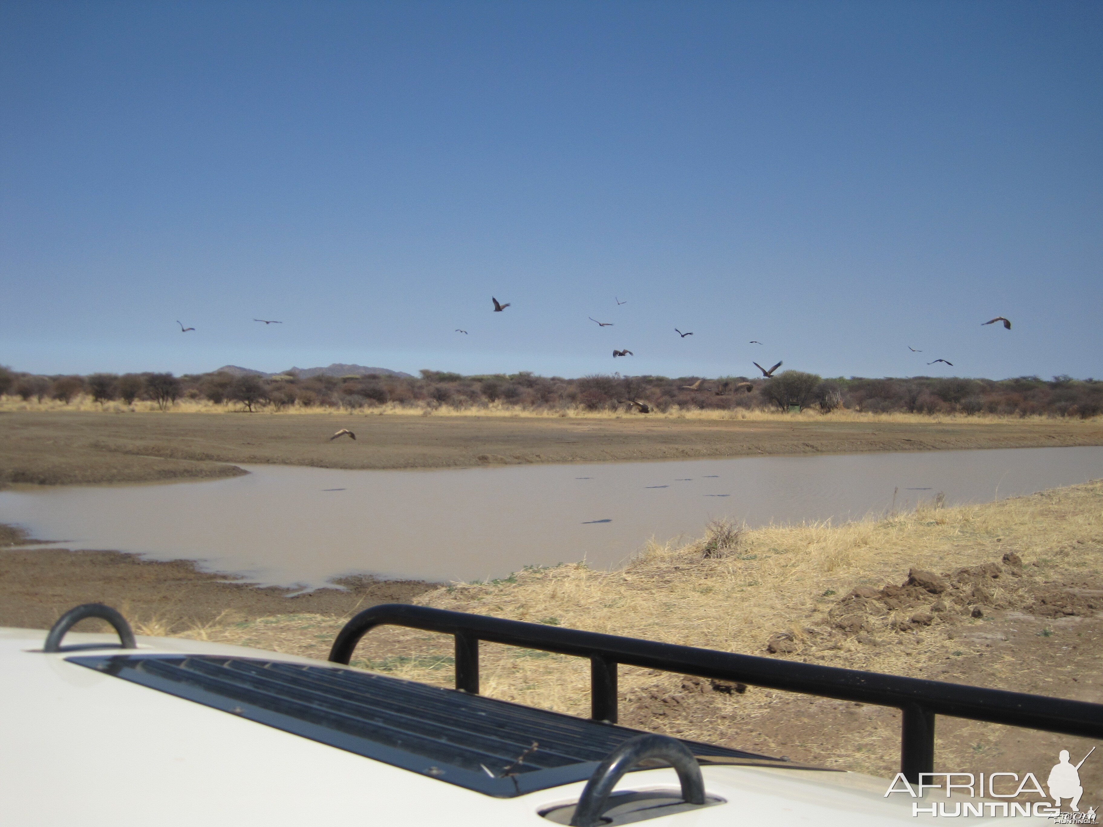 Vultures Namibia