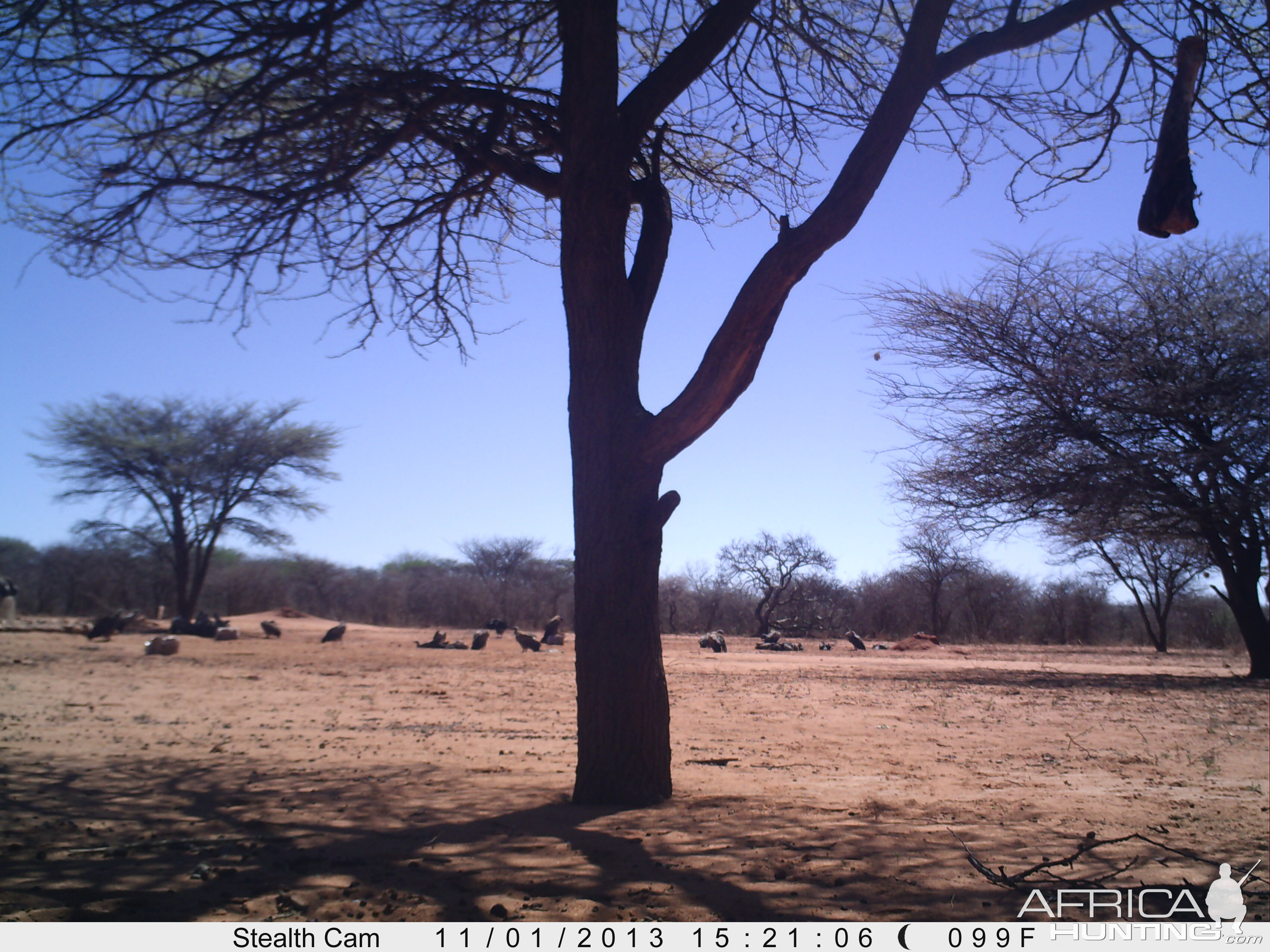 Vultures Trail Camera