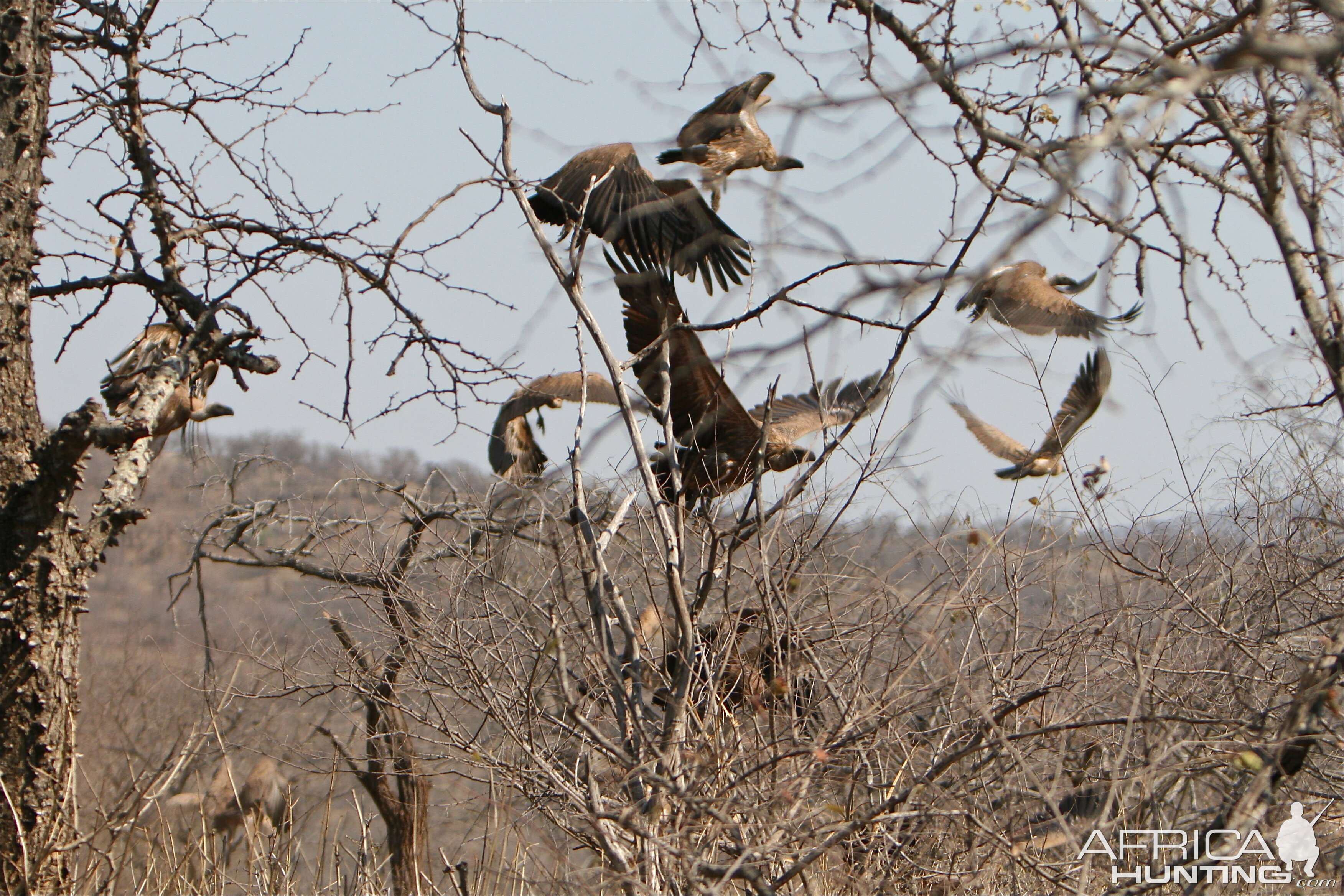 Vultures