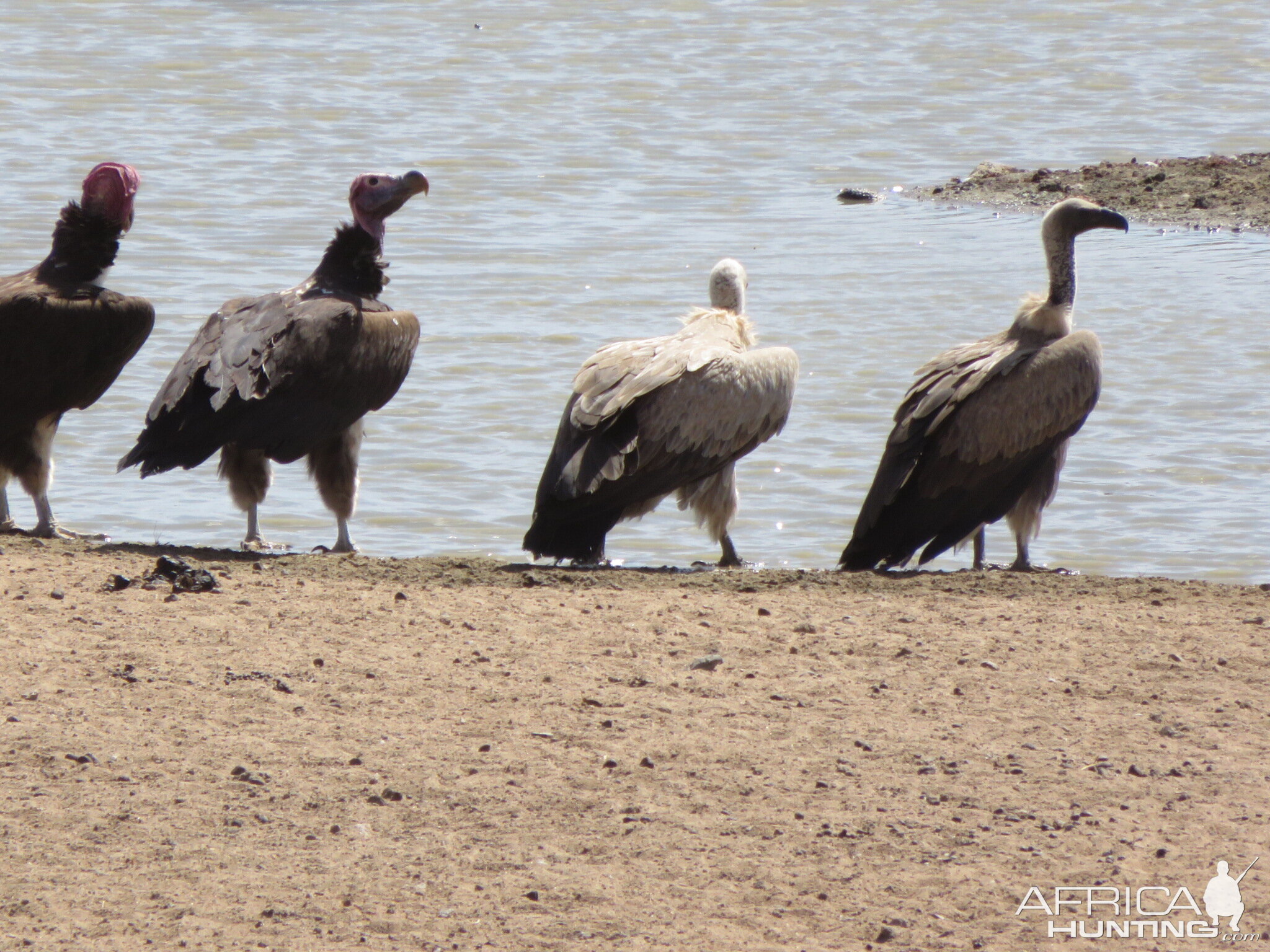 Vultures