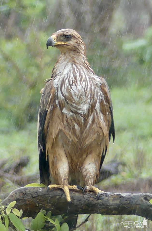 Wahlberg's Eagle in the Kruger National Park South Africa