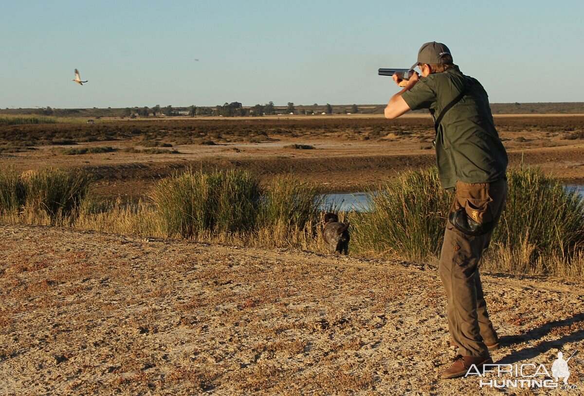 Walk up Shelduck shooting