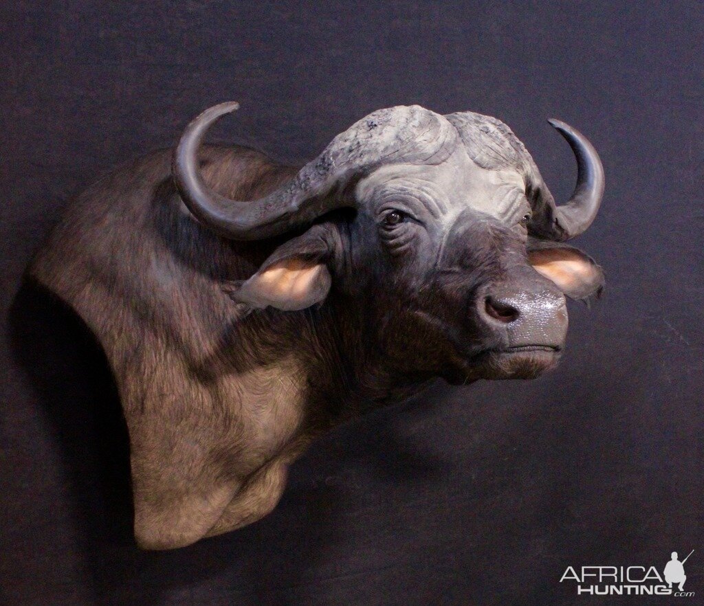 Wall Pedestal Cape Buffalo Taxidermy