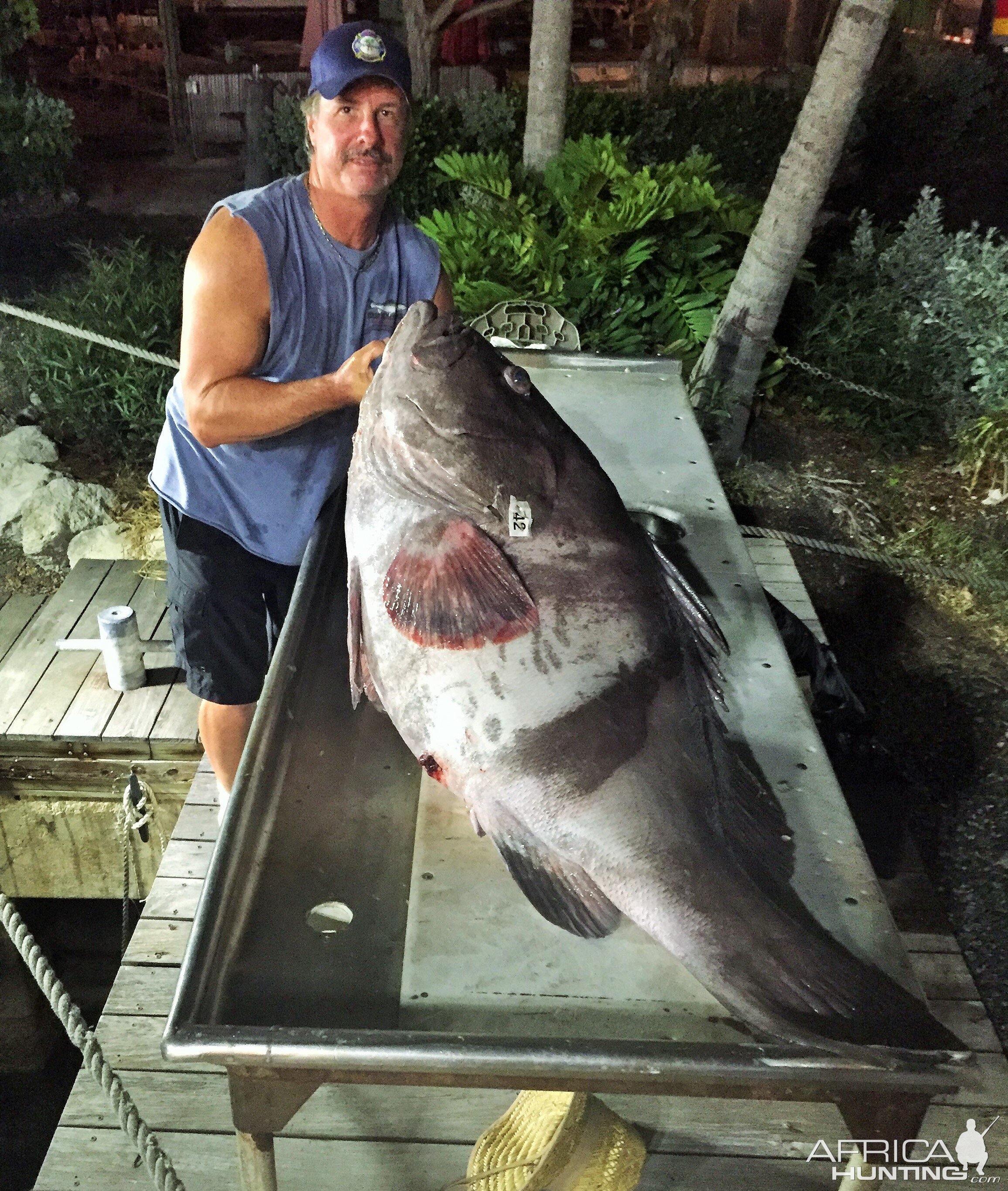 Warsaw grouper Dry Tortugas