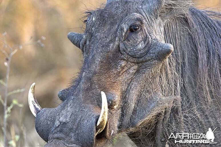 Warthog at Kruger National Park