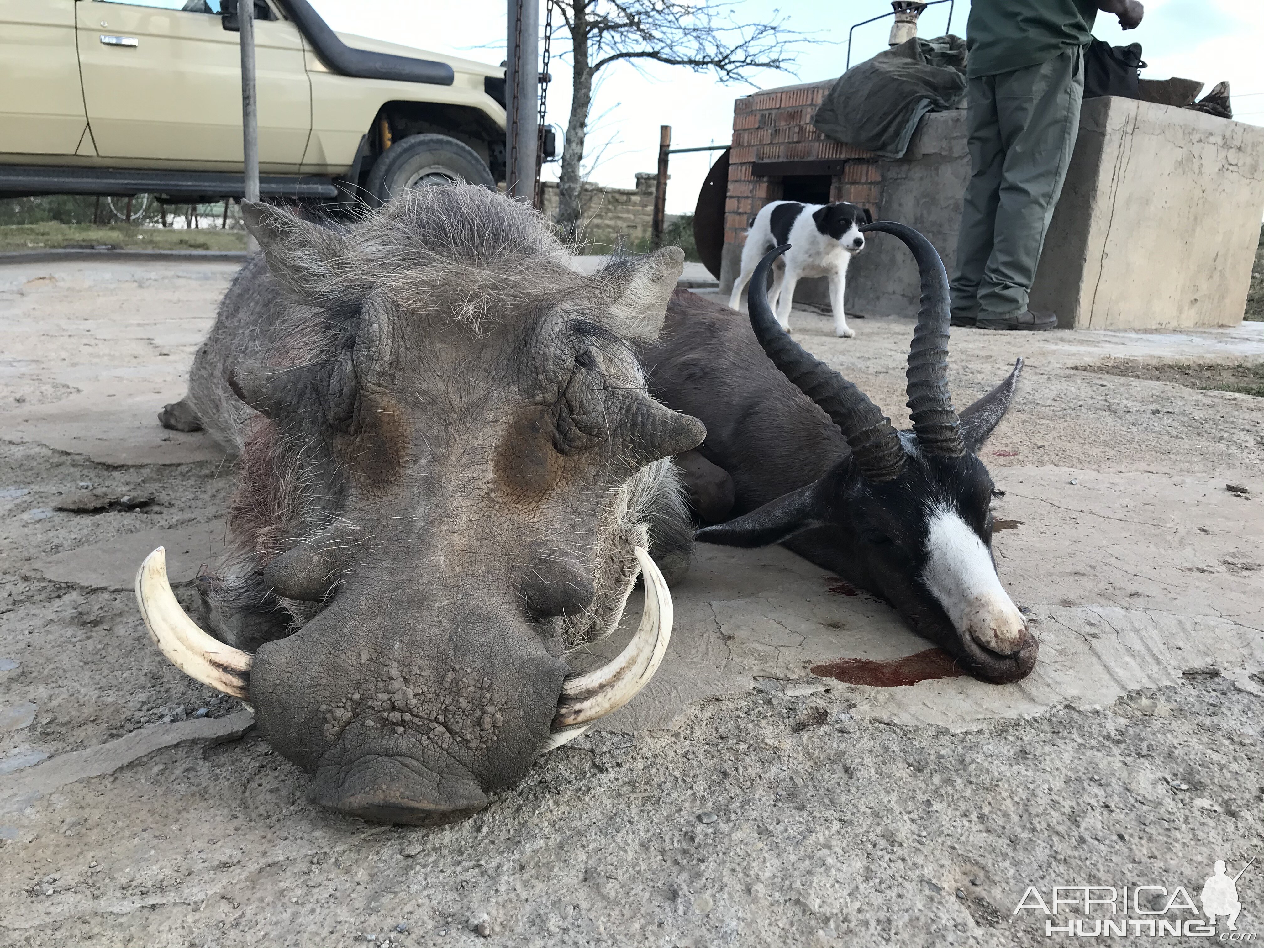 Warthog & Black Springbok Eastern Cape South Africa