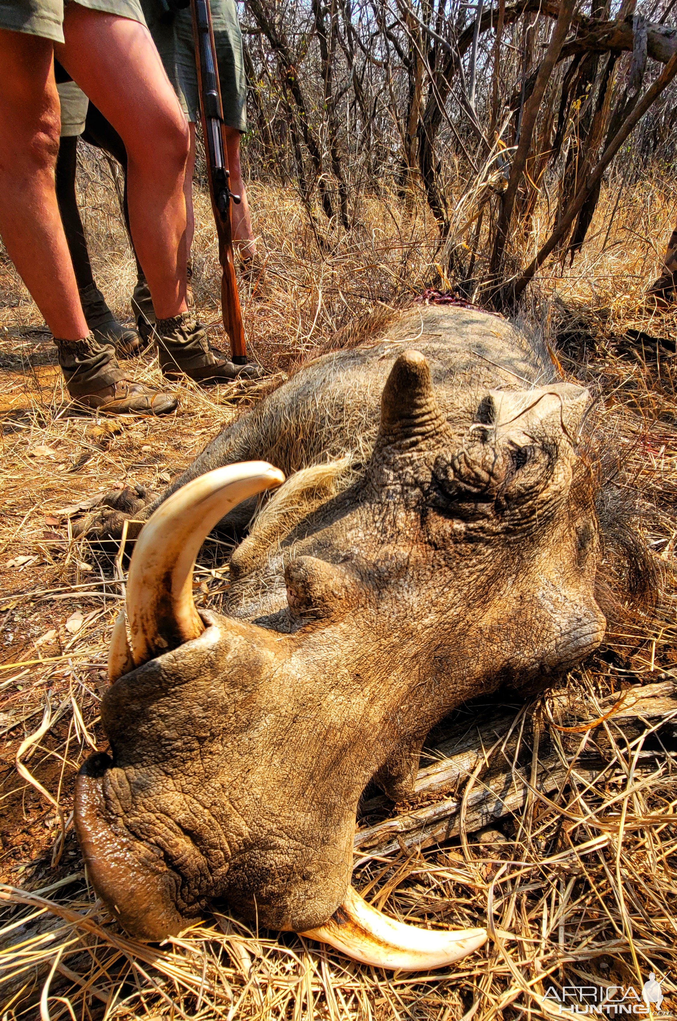 Warthog Bow Hunt South Africa