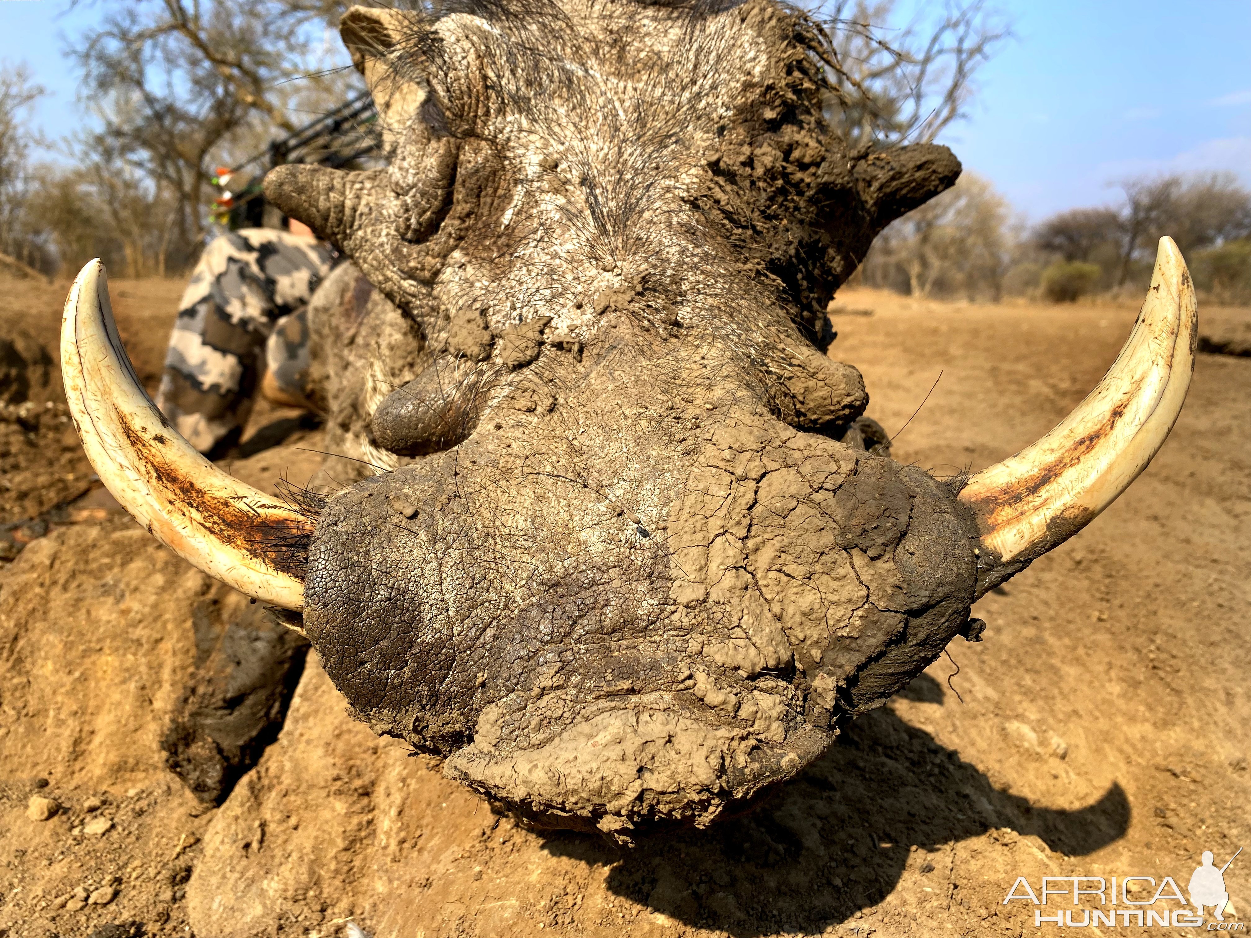 Warthog Bow Hunt South Africa