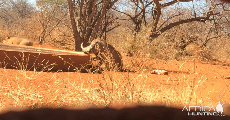 Warthog Bow Hunting Impact Shot