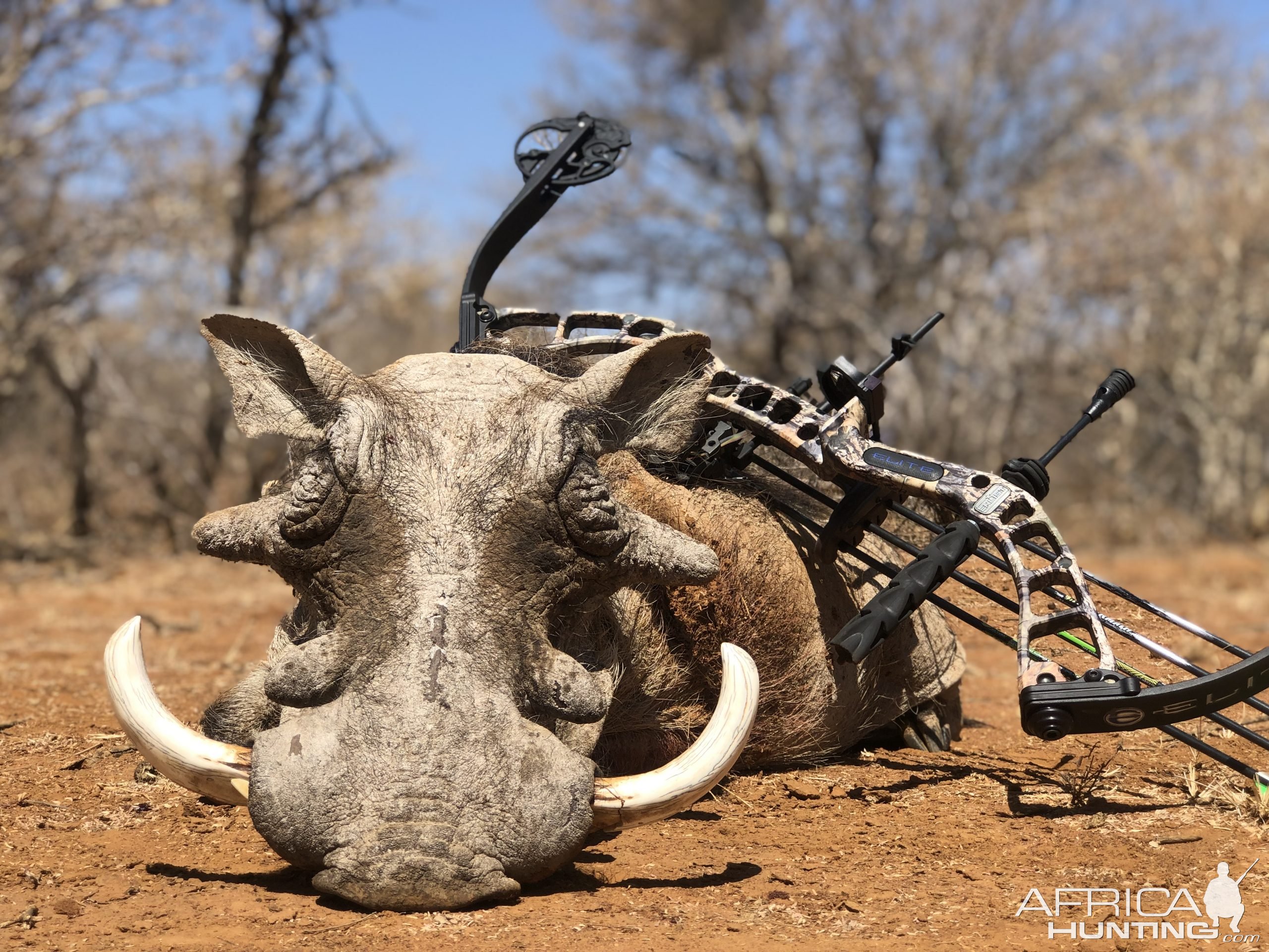 Warthog Bow Hunting Limpopo South Africa