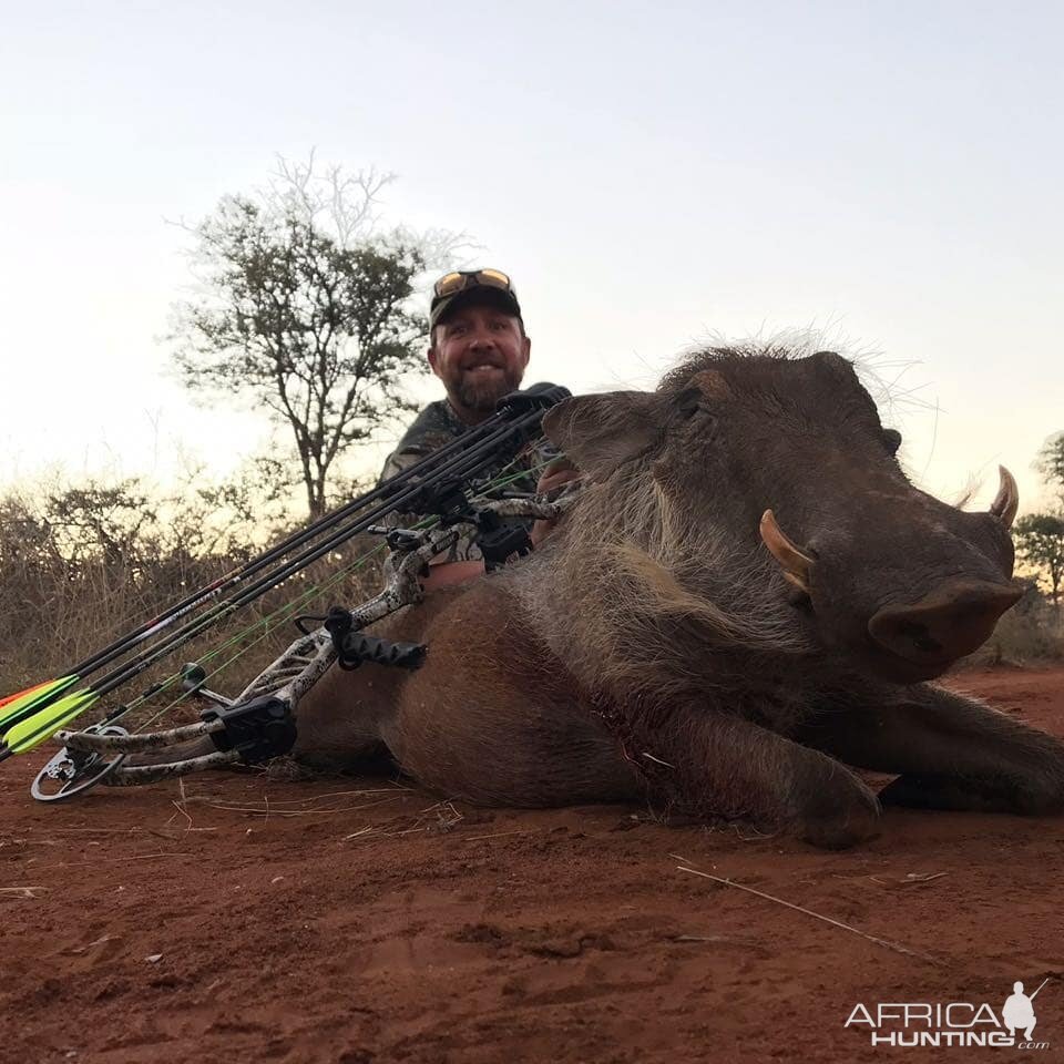 Warthog Bow Hunting South Africa