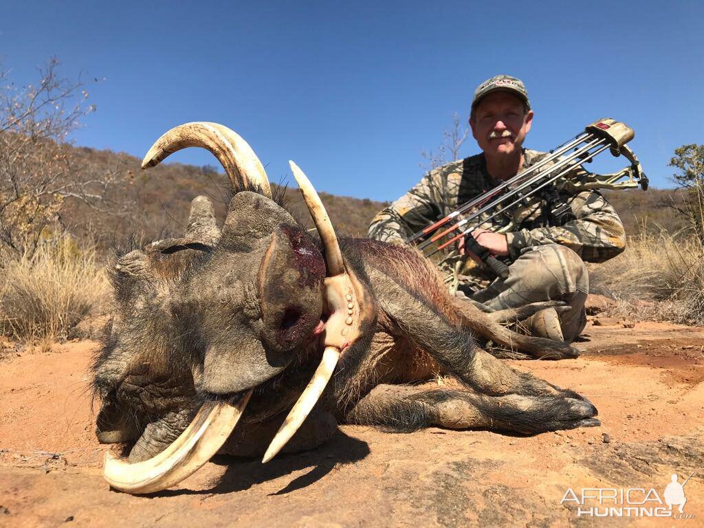 Warthog Bow Hunting South Africa