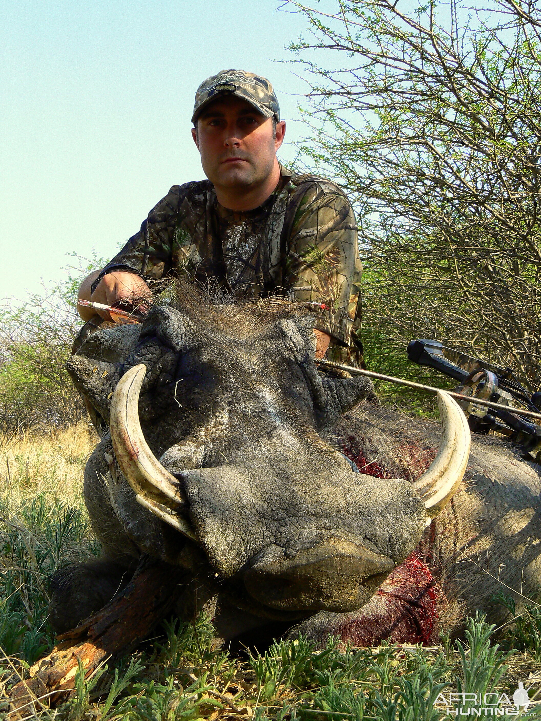 Warthog bowhunted at Ozondjahe Hunting Safaris Namibia