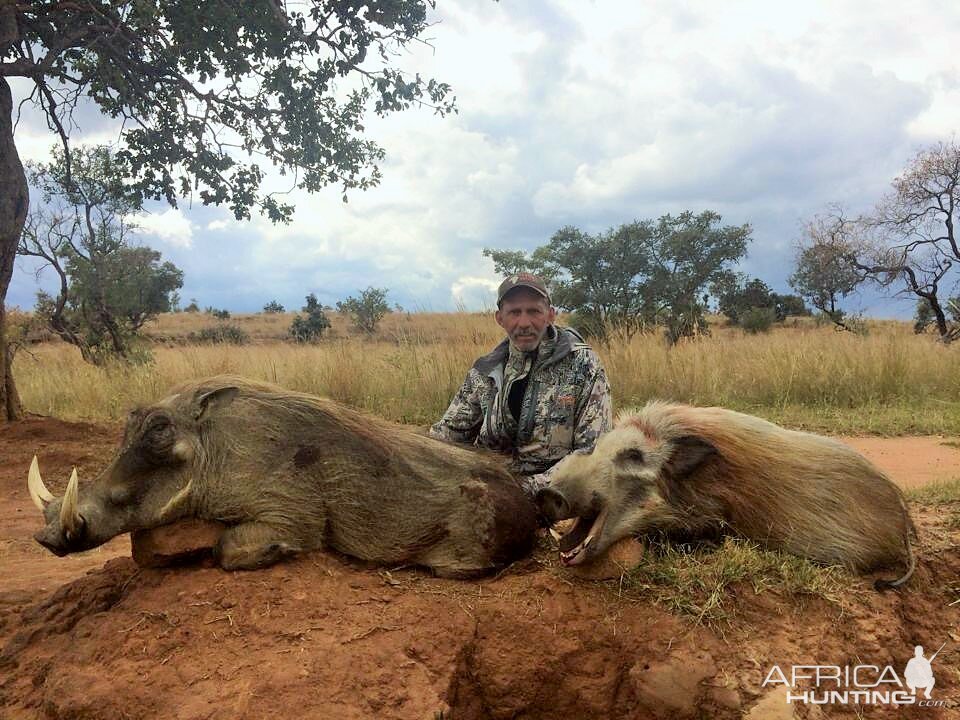 Warthog & Bushpig Hunting in South Africa