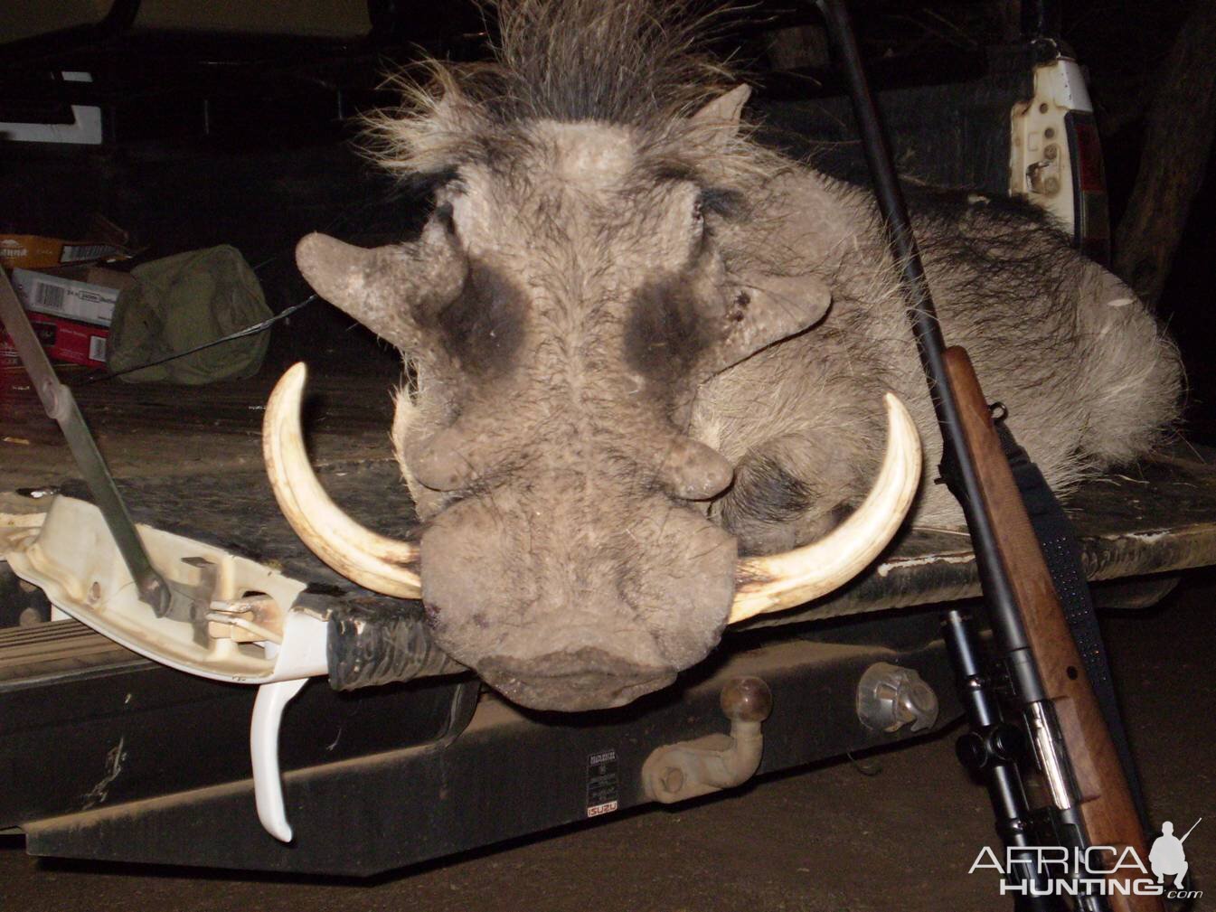 Warthog - Bushwack Safaris