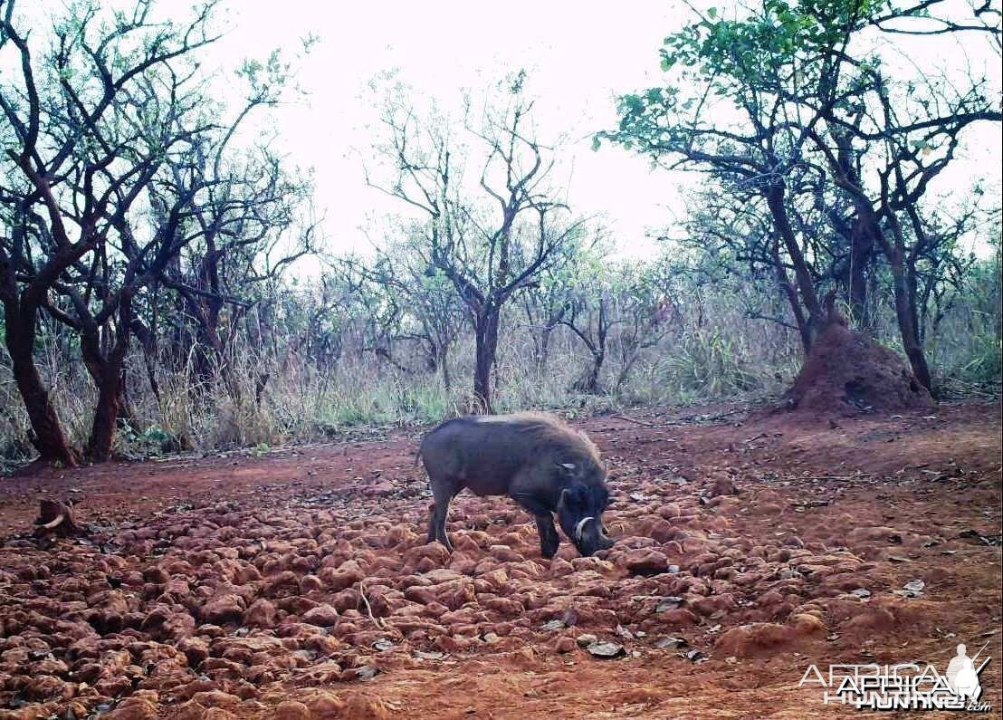 Warthog CAR