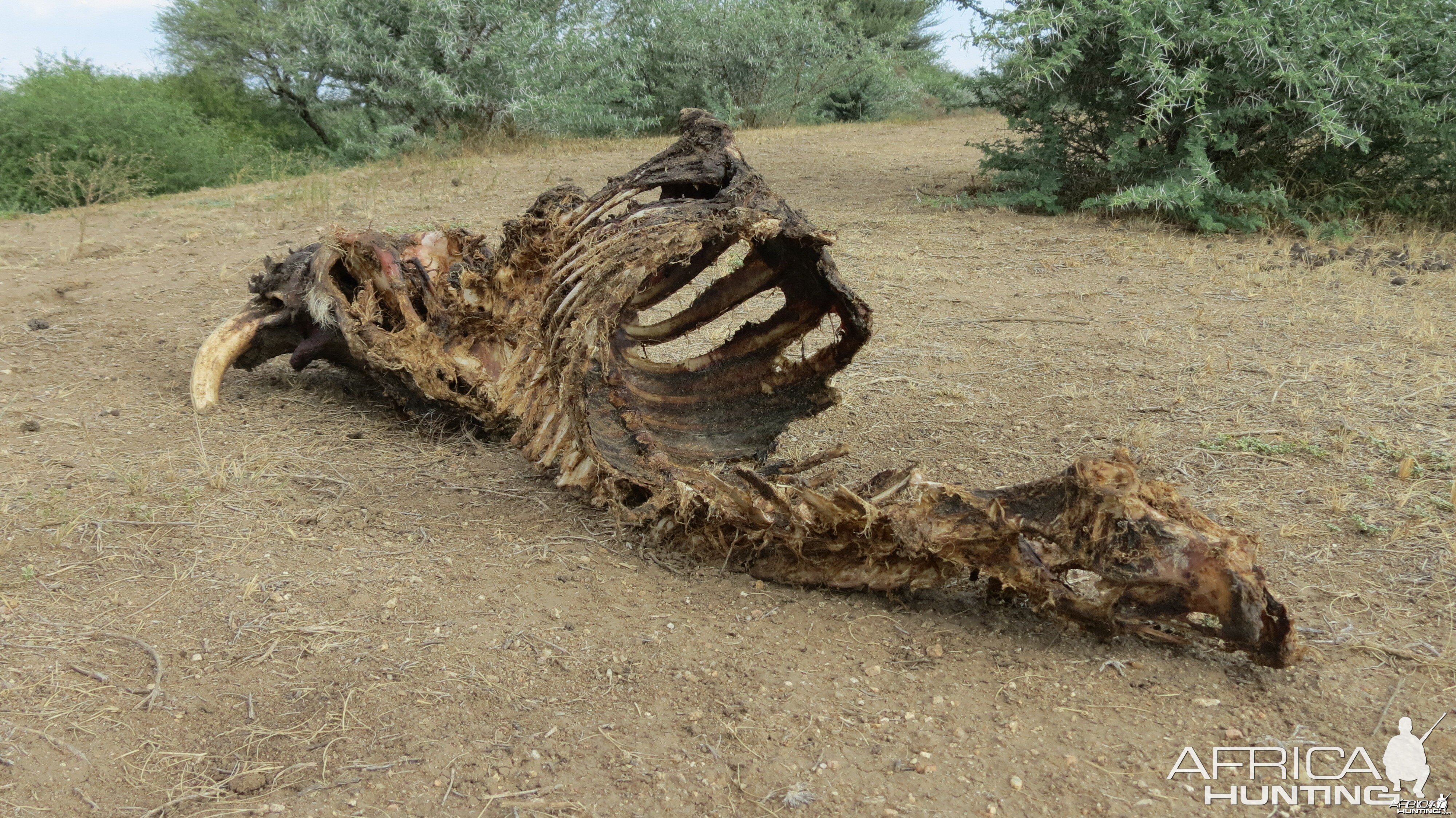 Warthog Carcass Namibia