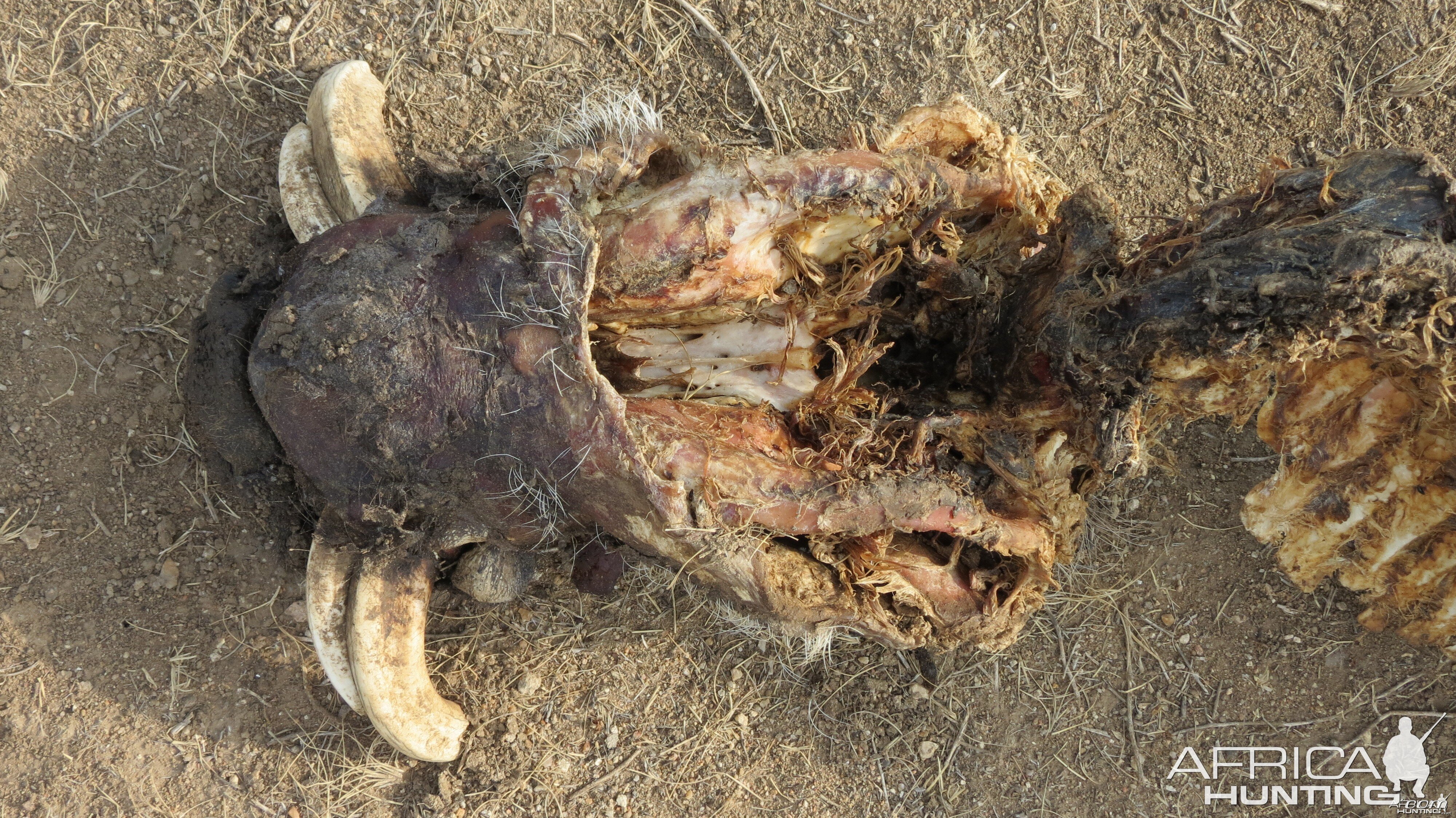 Warthog Carcass Namibia