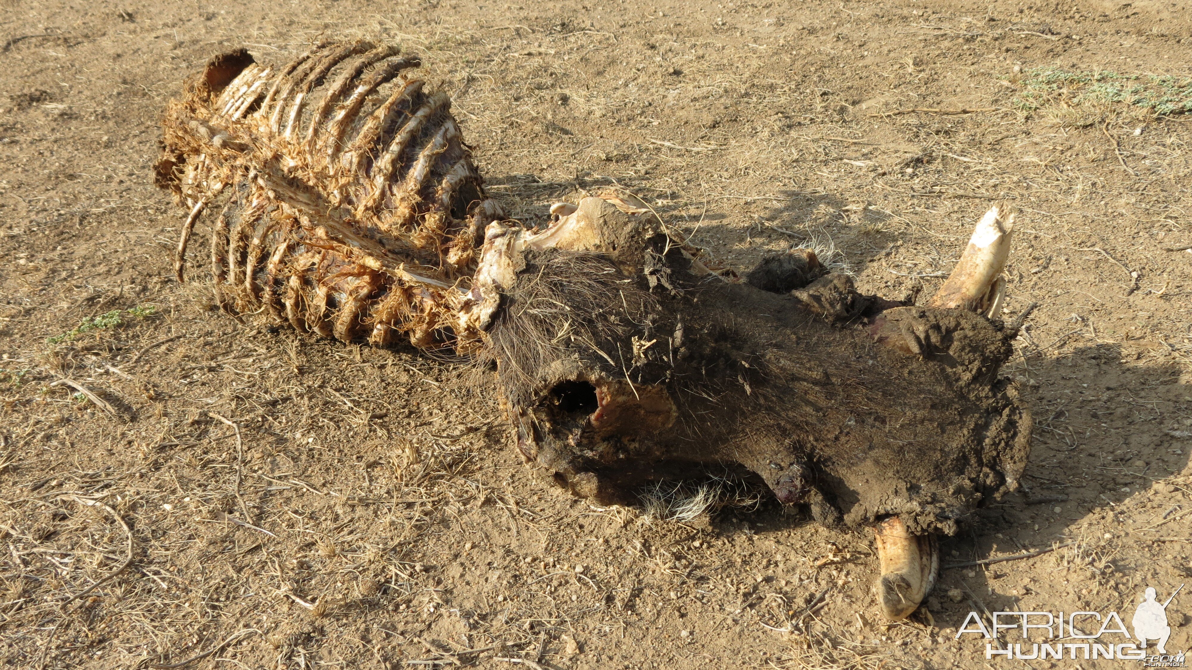 Warthog Carcass Namibia