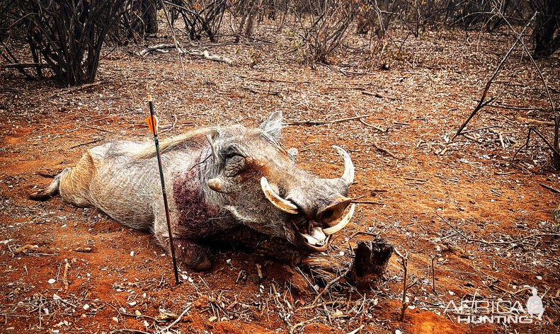 Warthog CrossbowHunt South Africa