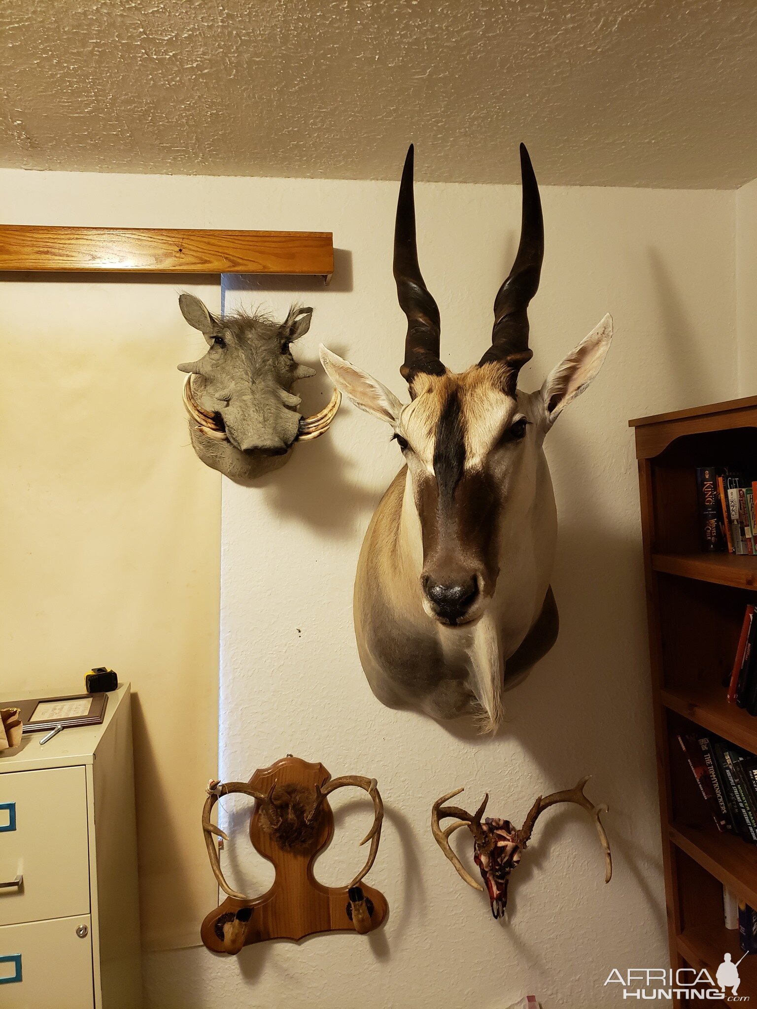 Warthog & Eland Shoulder Mount Taxidermy