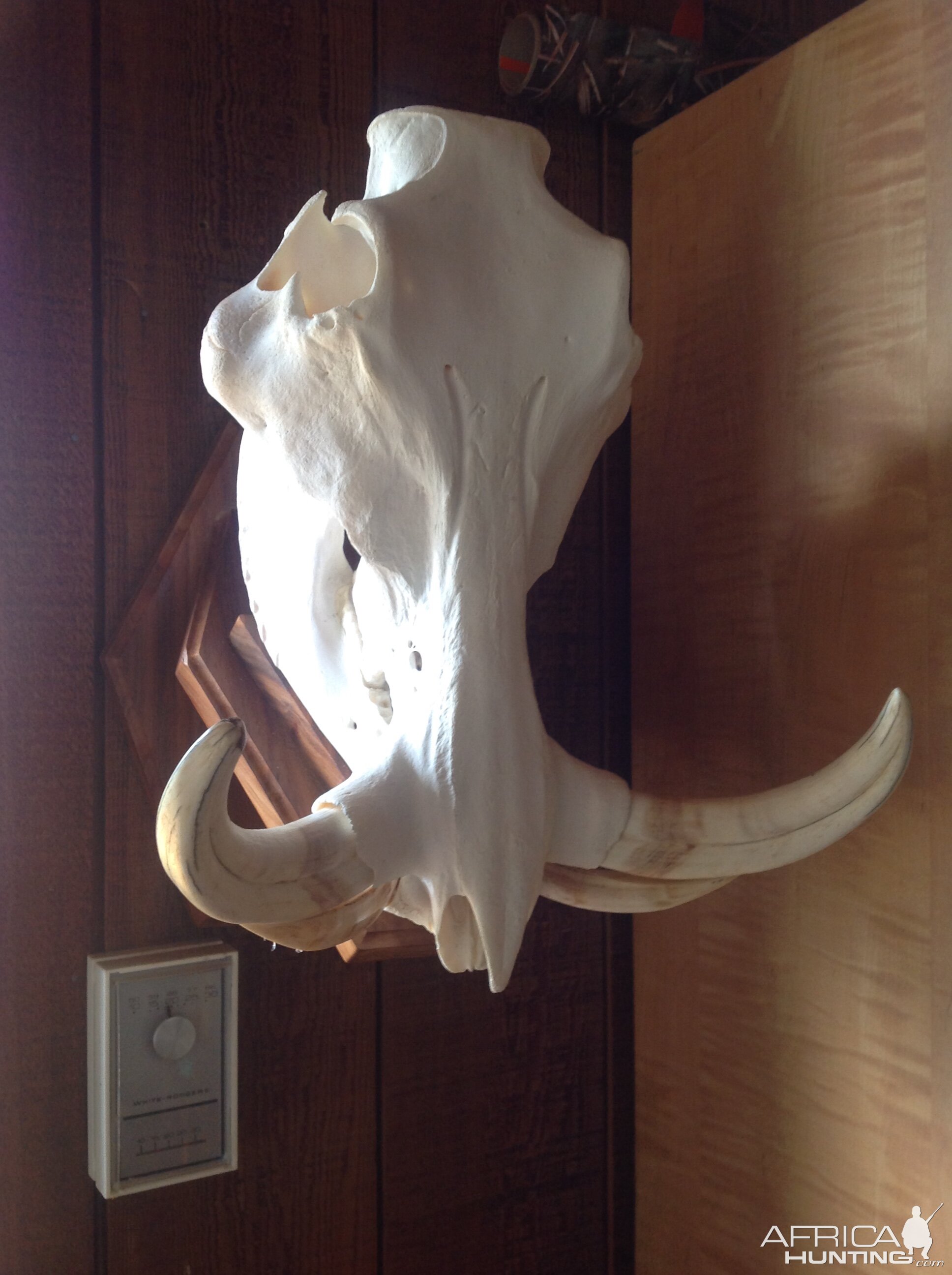 Warthog European Skull Mount Taxidermy