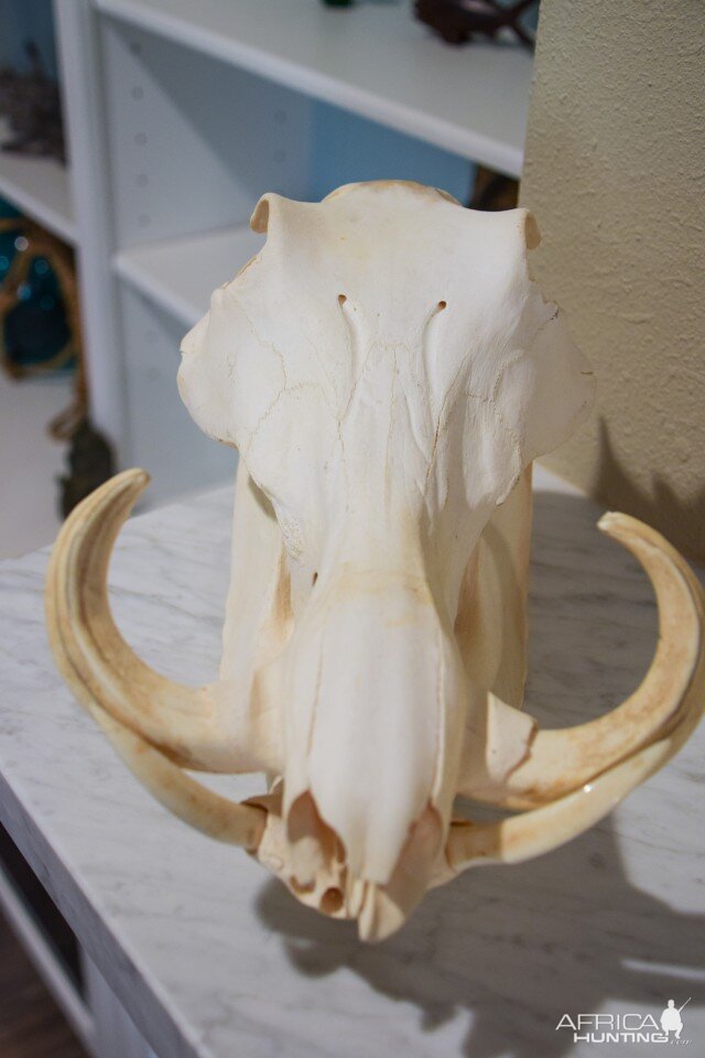 Warthog European Skull Mount Taxidermy