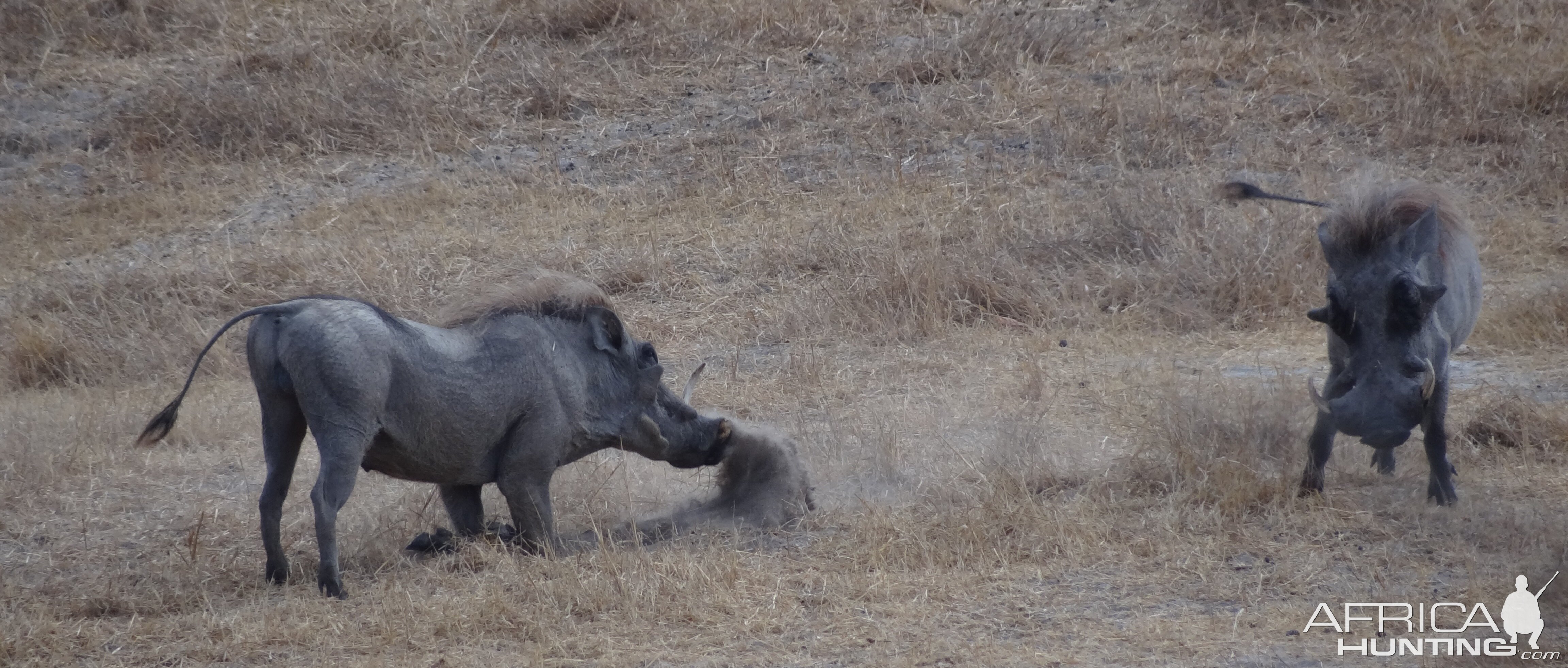 Warthog fight Tanzania