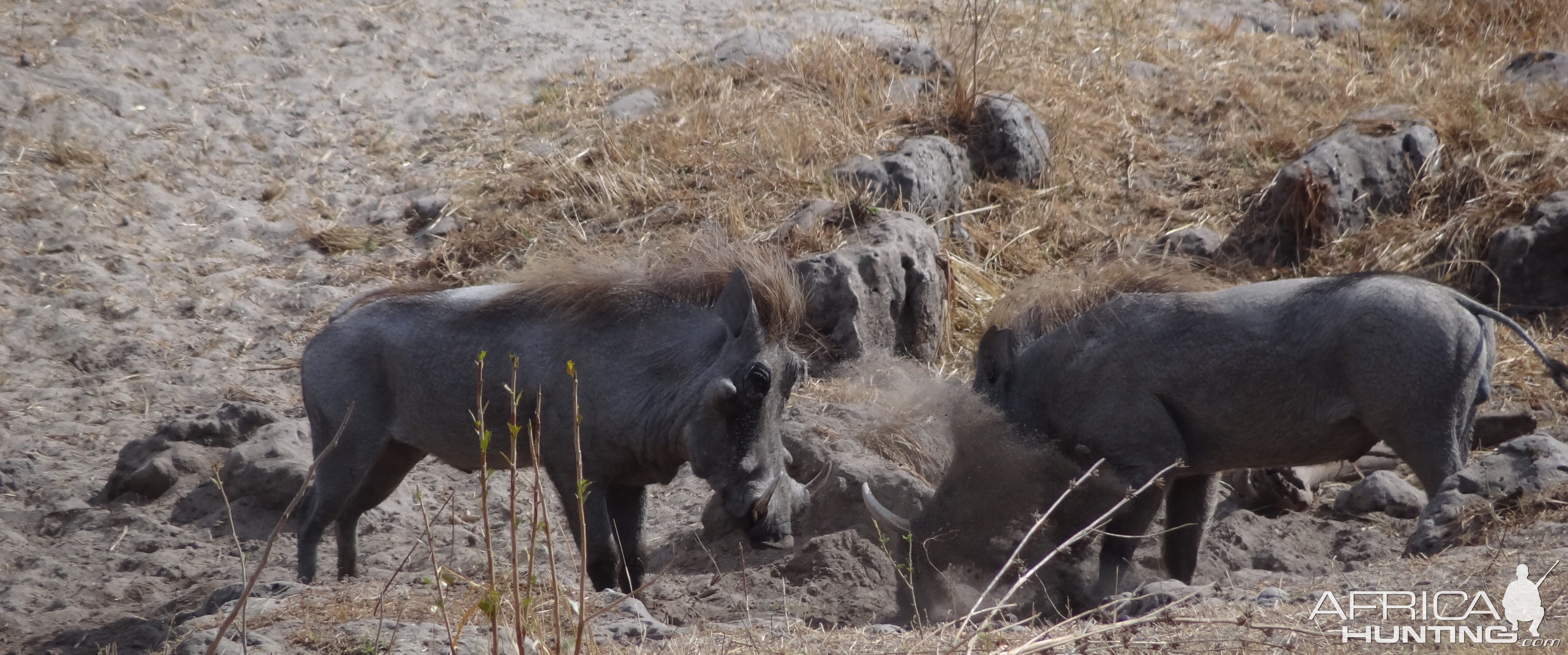 Warthog fight Tanzania