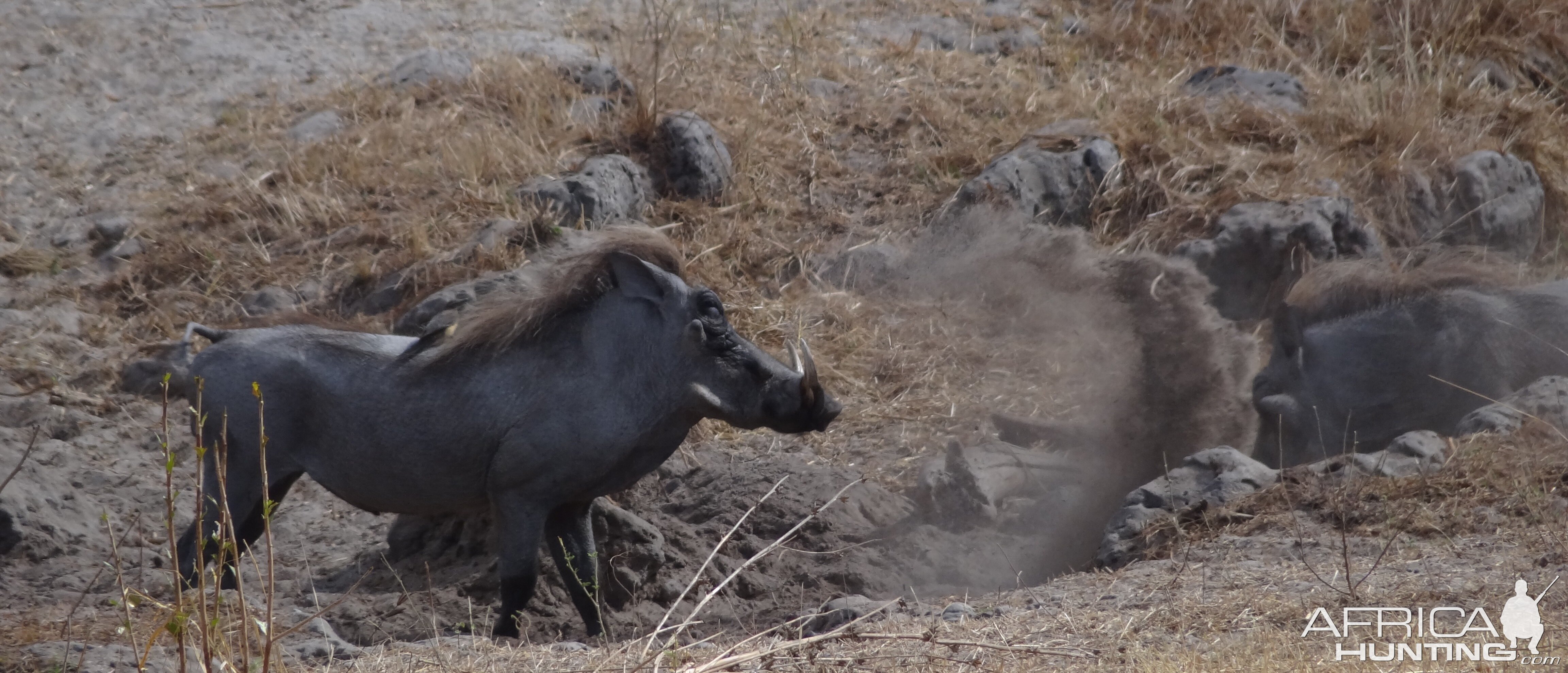 Warthog fight Tanzania