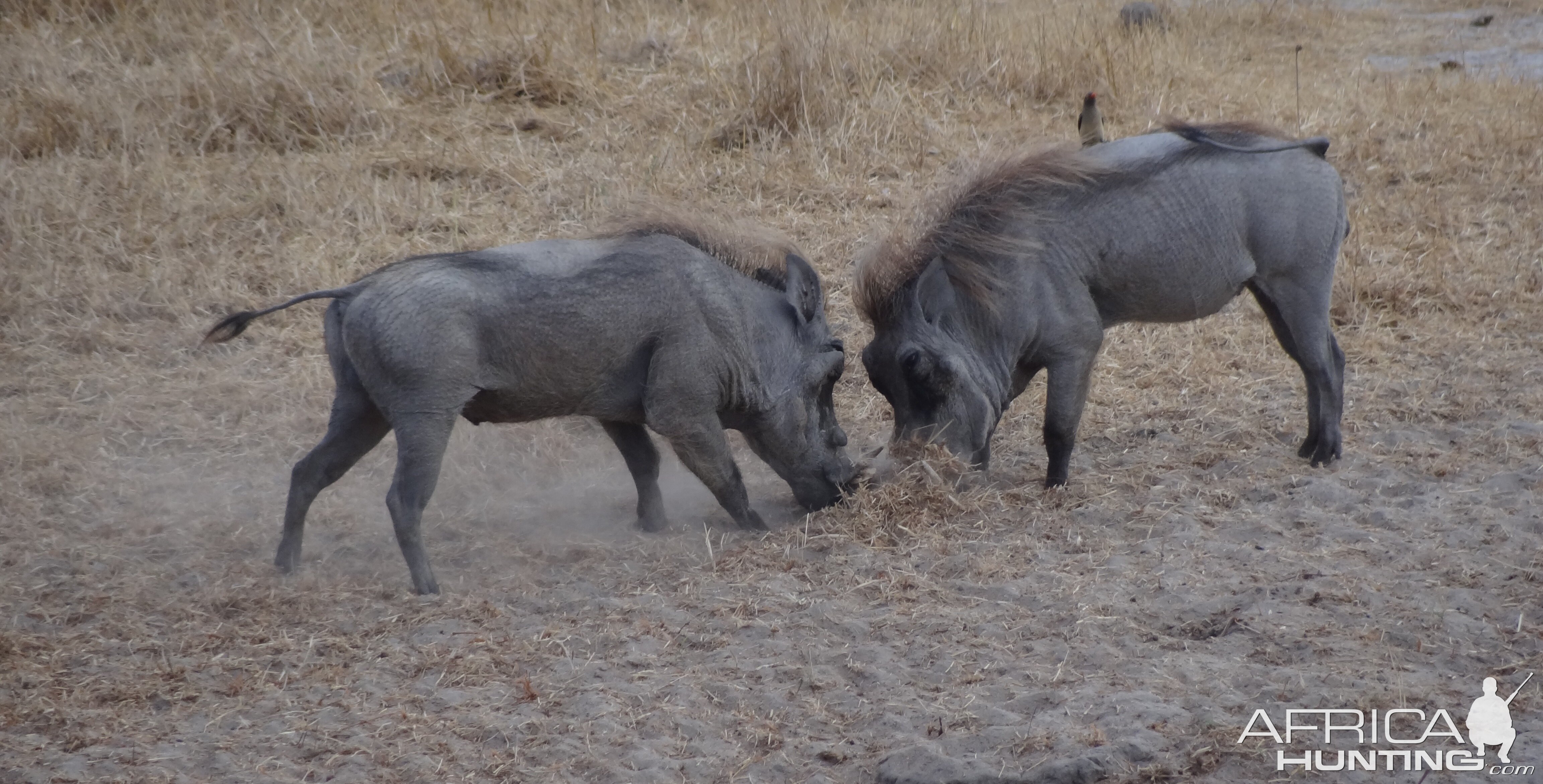 Warthog fight Tanzania